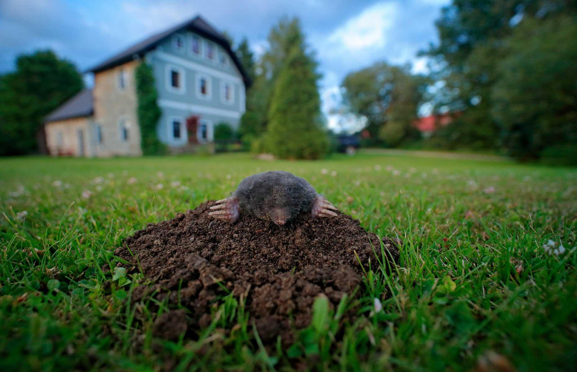Pest: moles