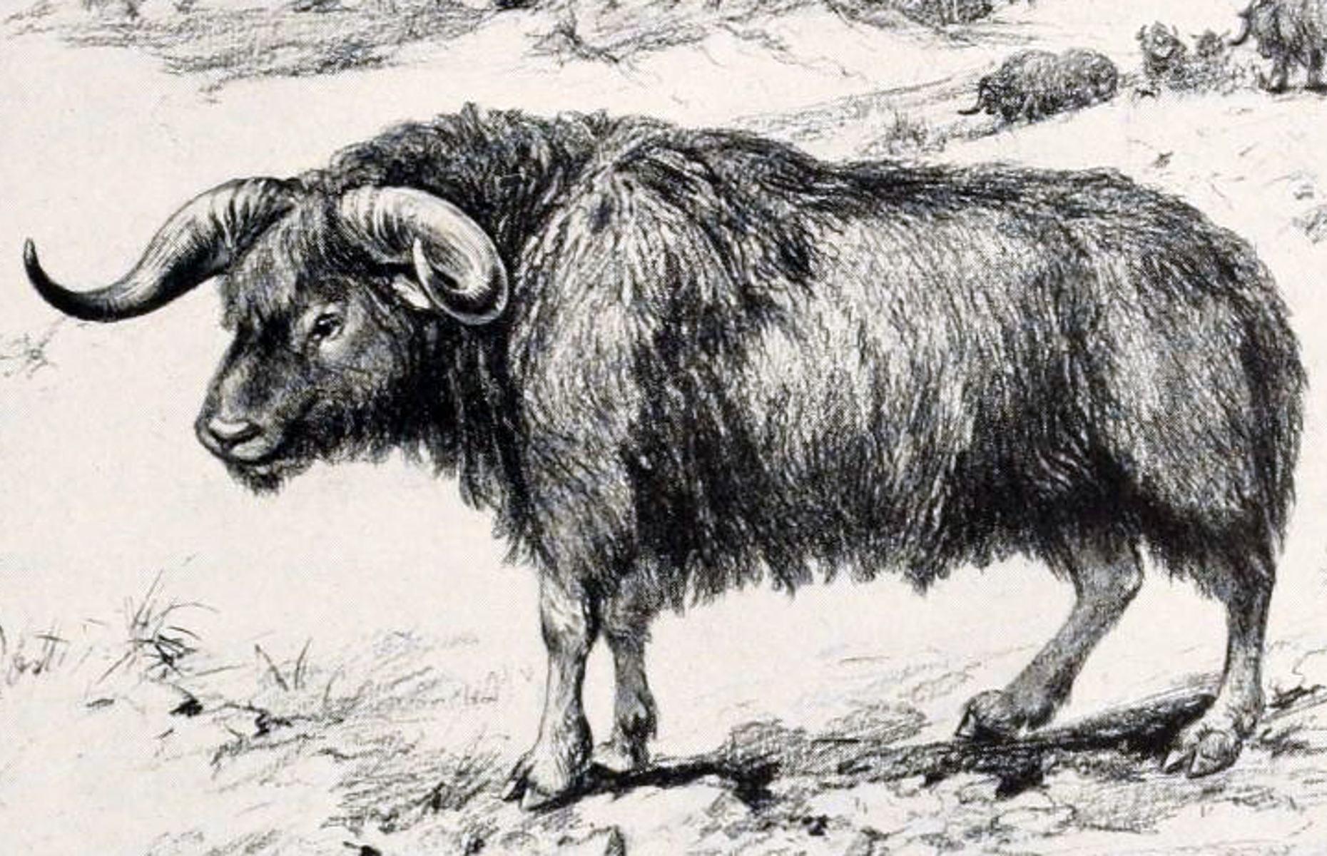 Shrub-ox