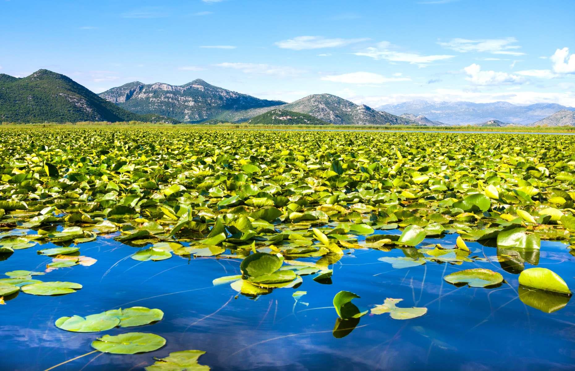 17th: Lake Skadar, Montenegro and Albania