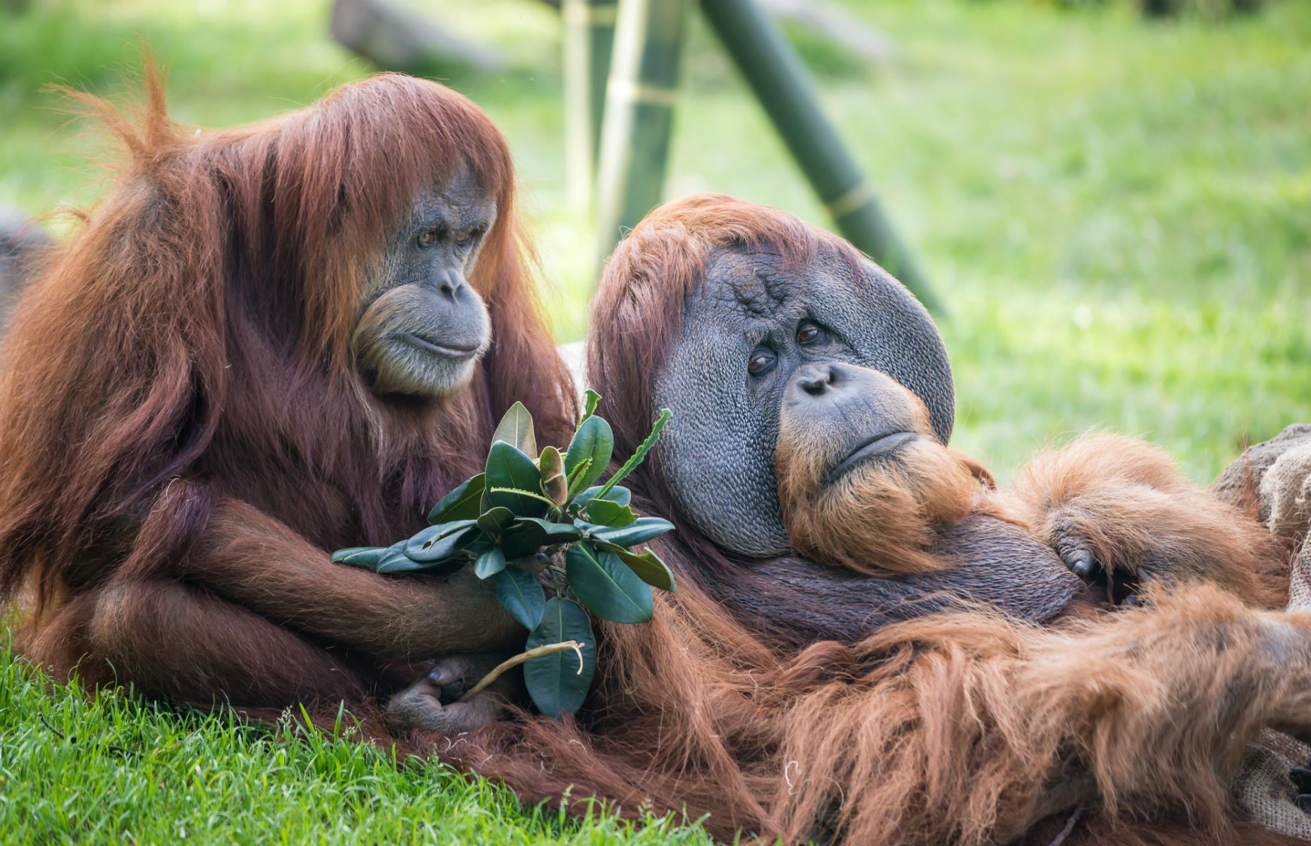 San Diego Zoo, San Diego, California