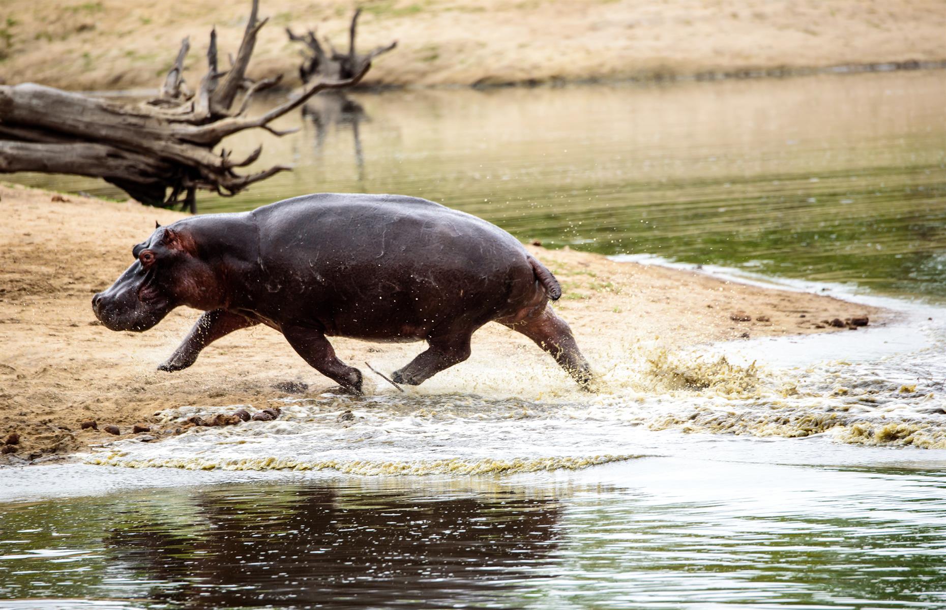 Hippos can run much faster than humans