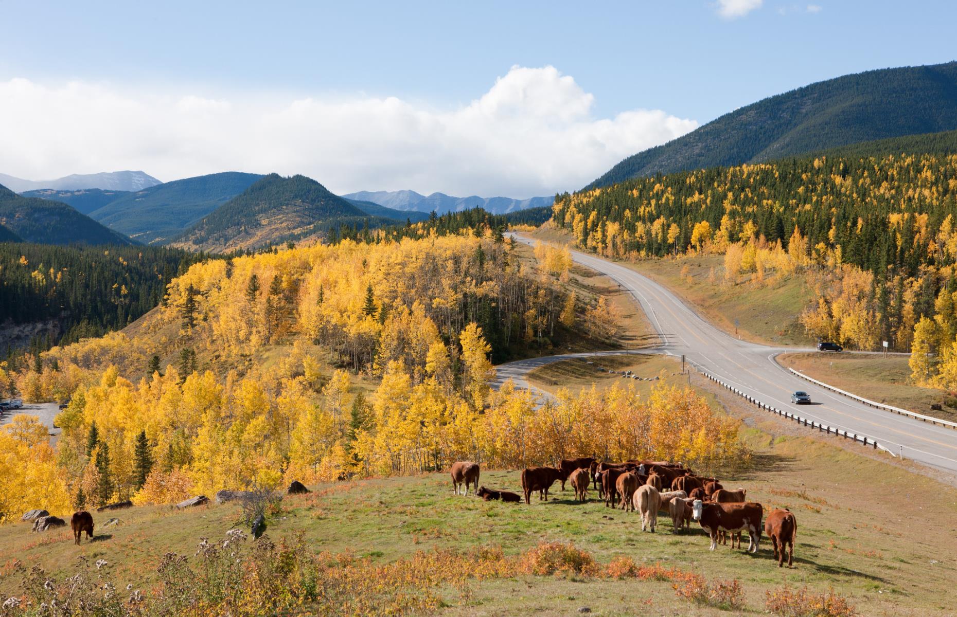 Alberta: Calgary to Bar U Ranch 