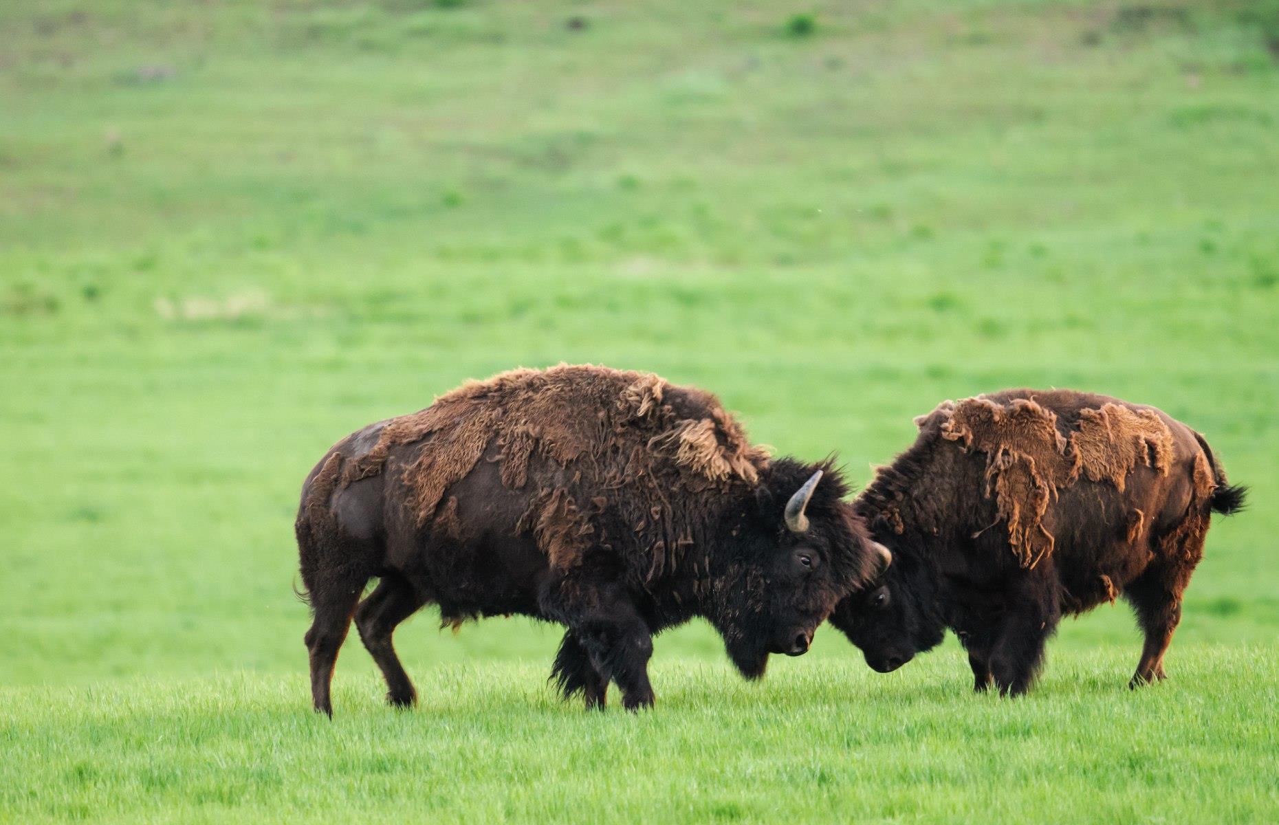Learn the cultural significance of bison, various, Saskatchewan