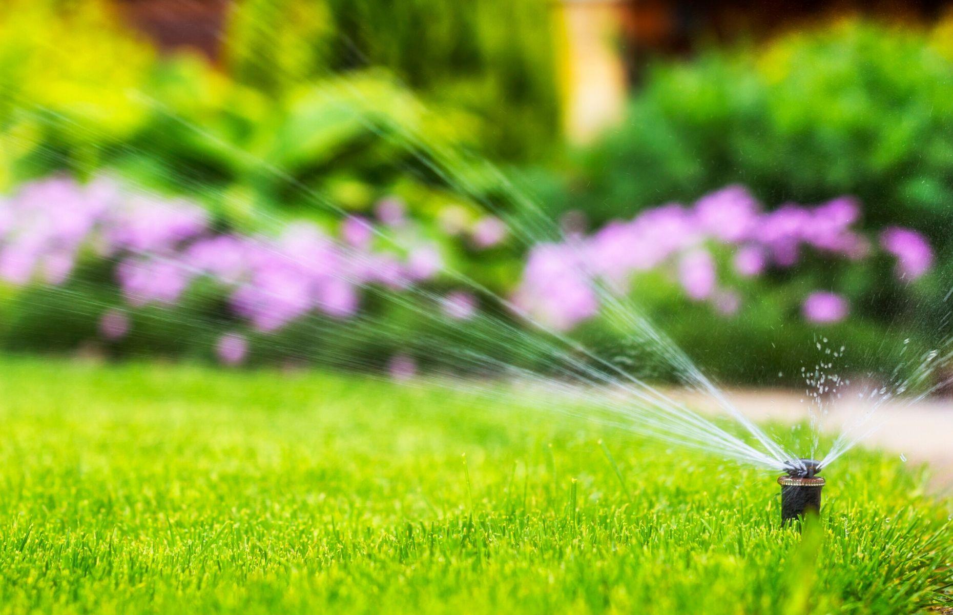 Look after your lawn