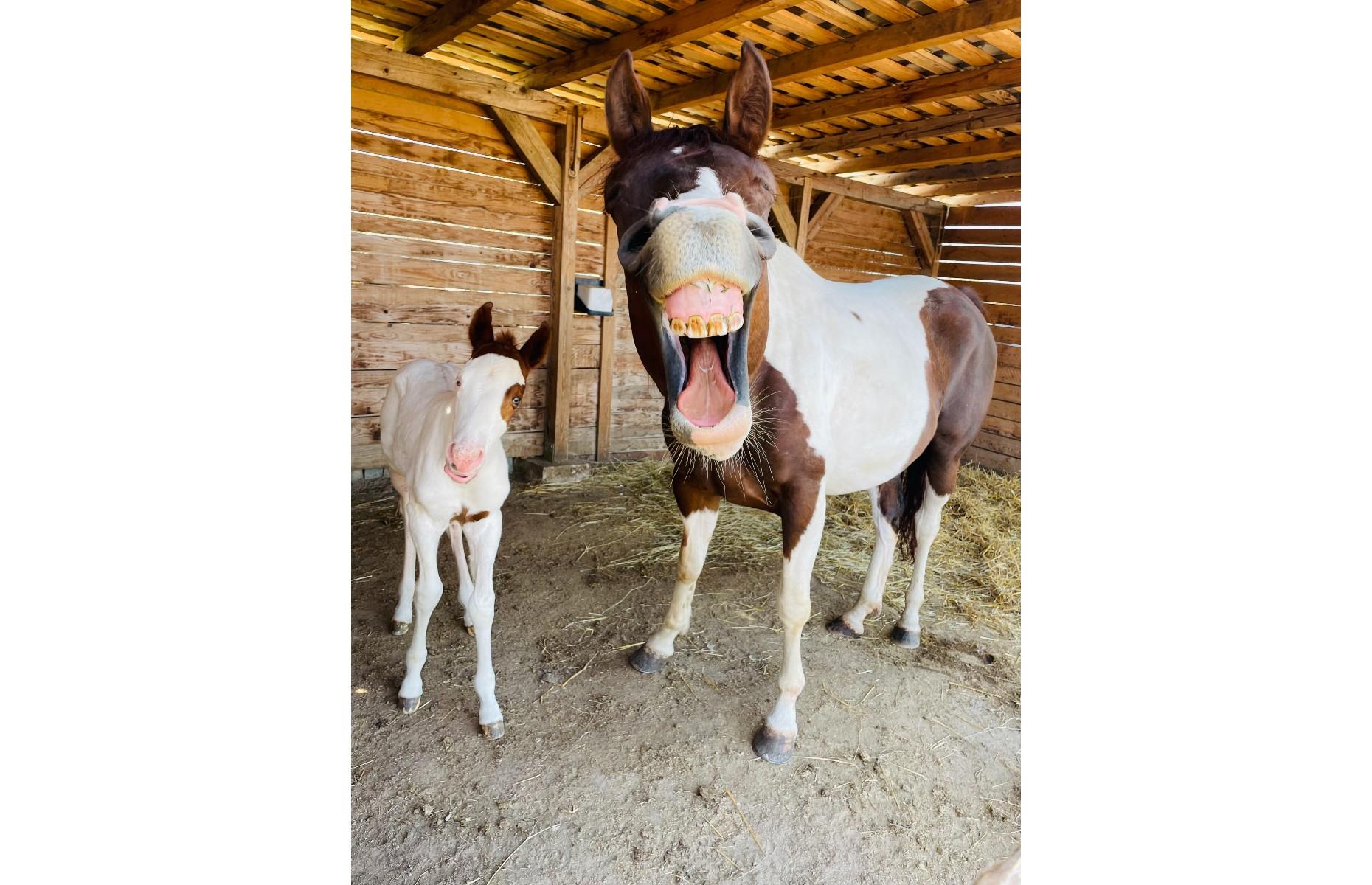 Happy horses
