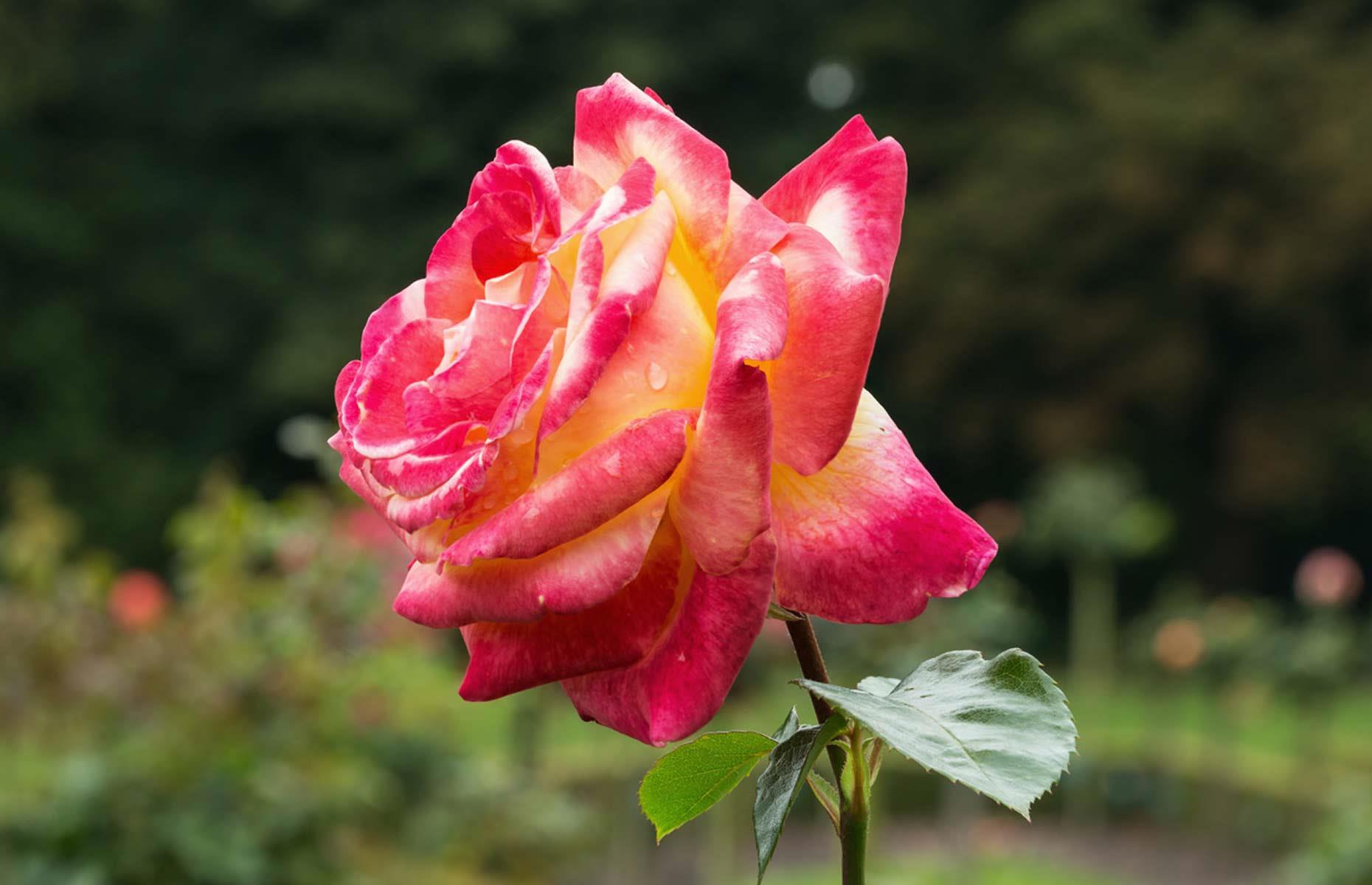 Know your roses
