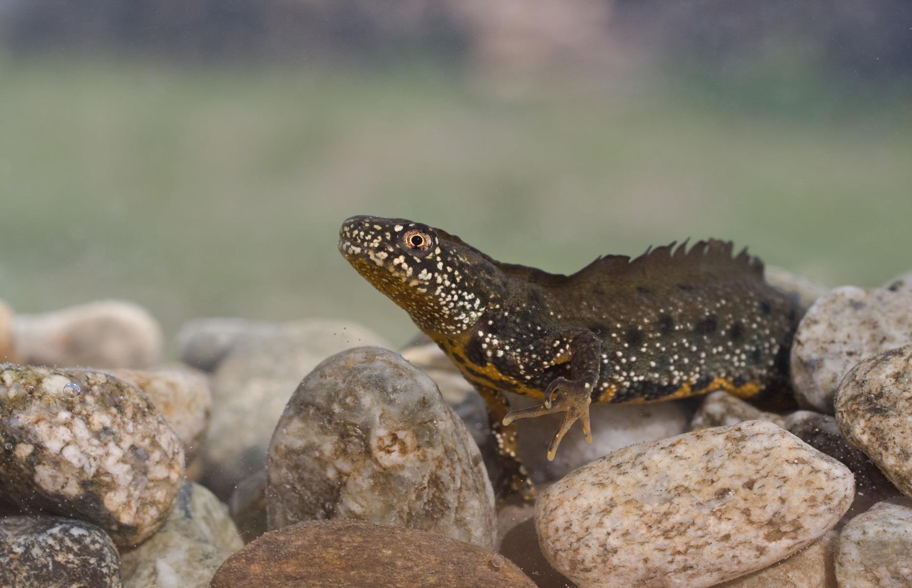 How to get rid of great crested newts legally