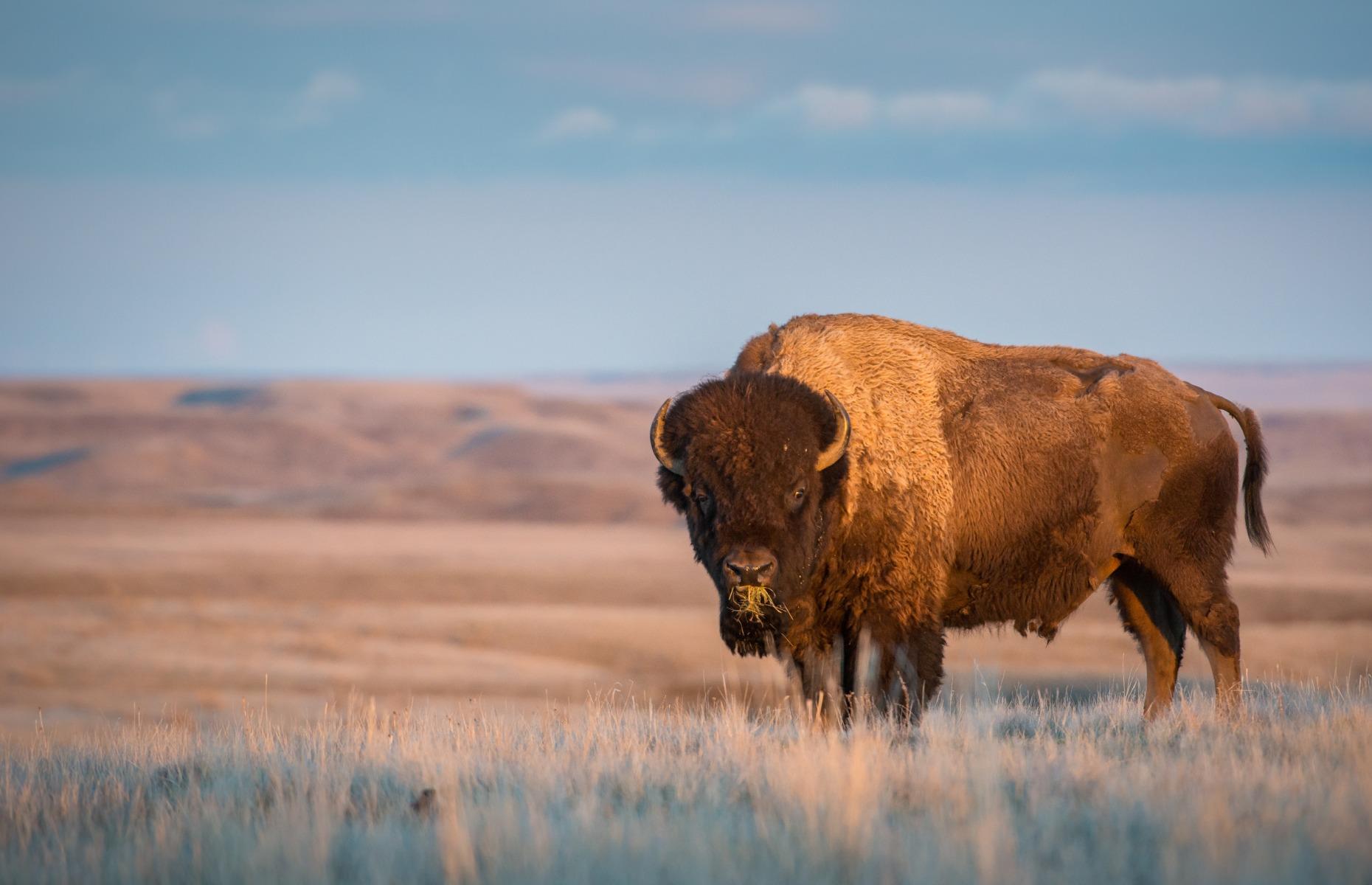 Learn the cultural significance of bison, various, Saskatchewan