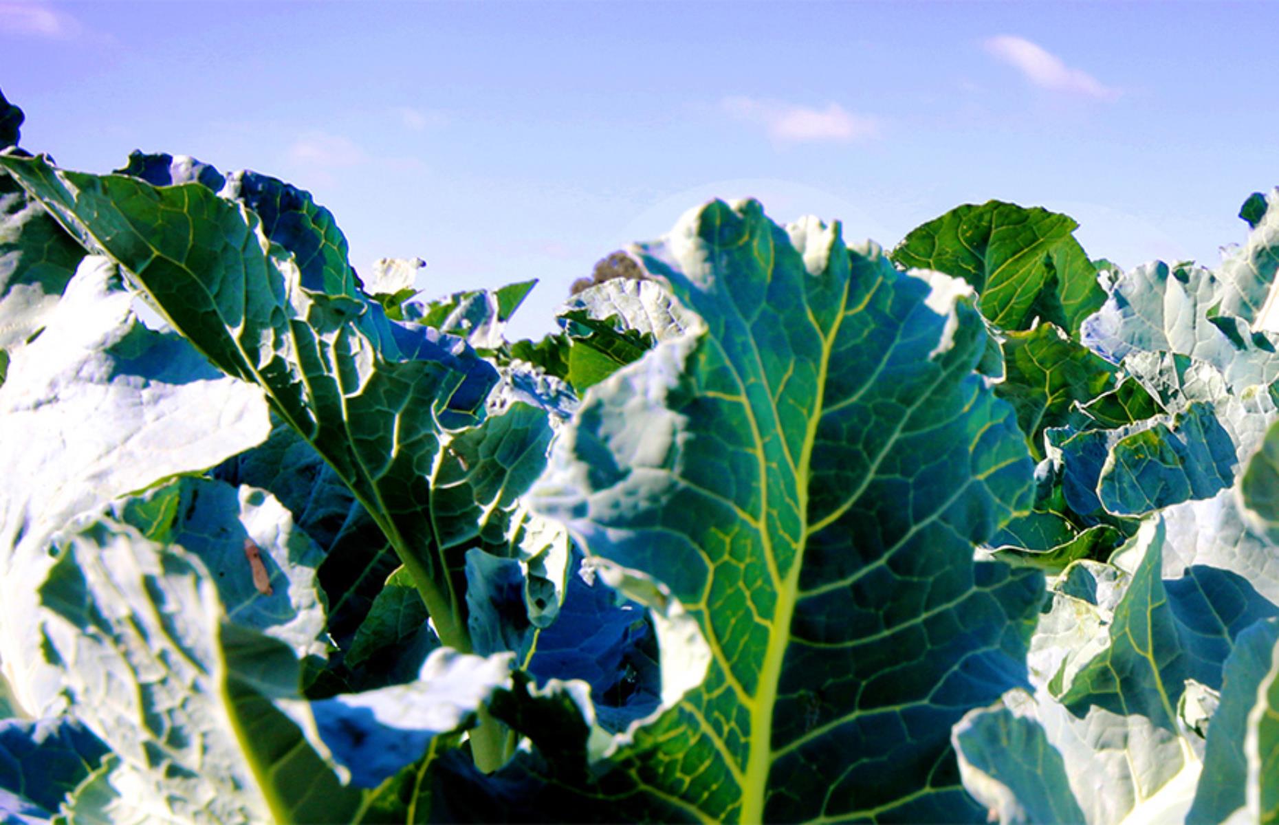 Broccoleaf