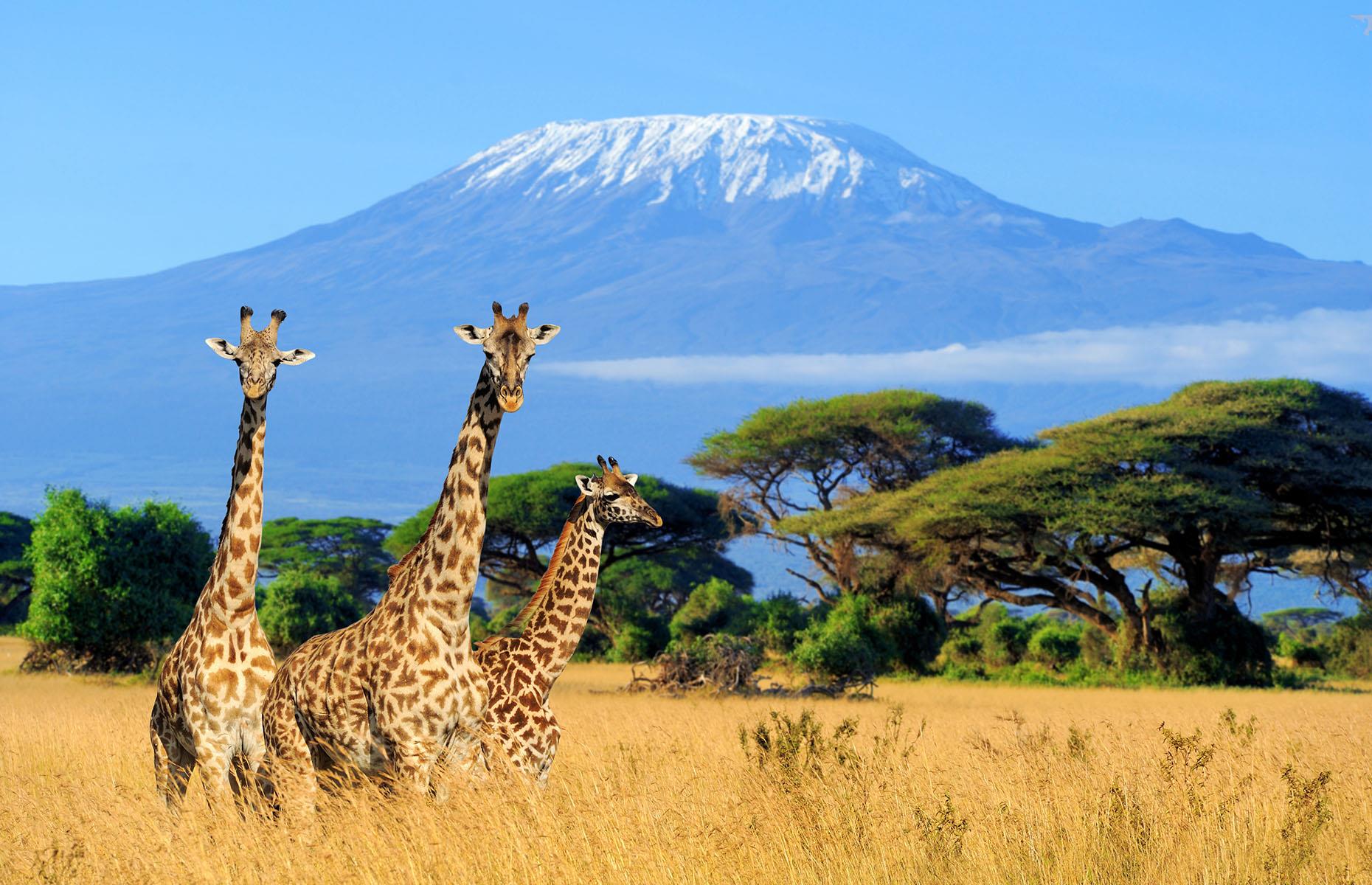 Africa