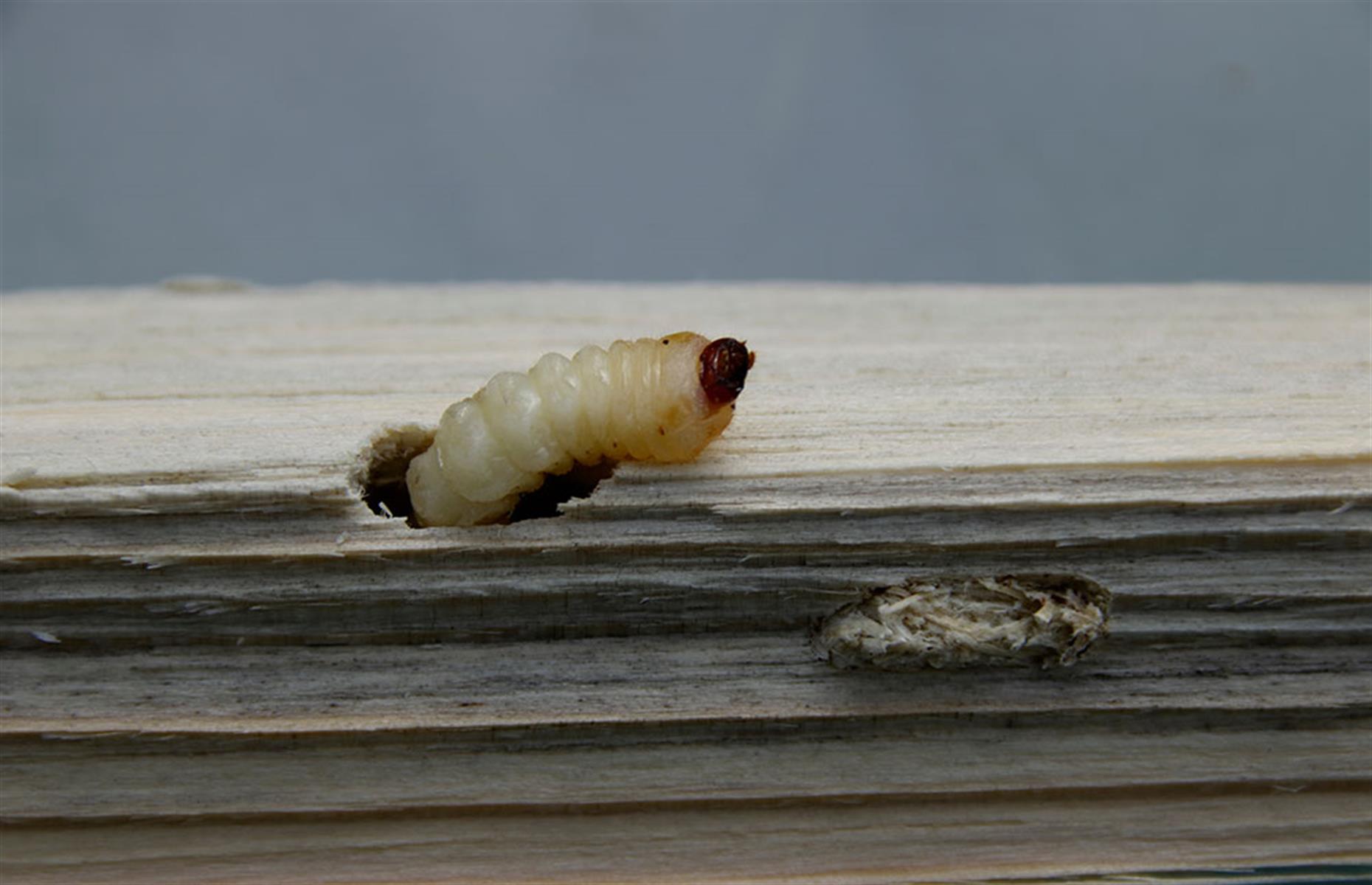 Schädlinge: Holzwurm 