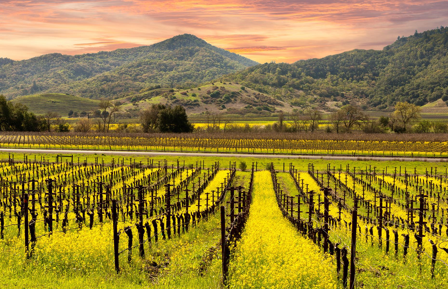 California: tour the wineries of Napa Valley