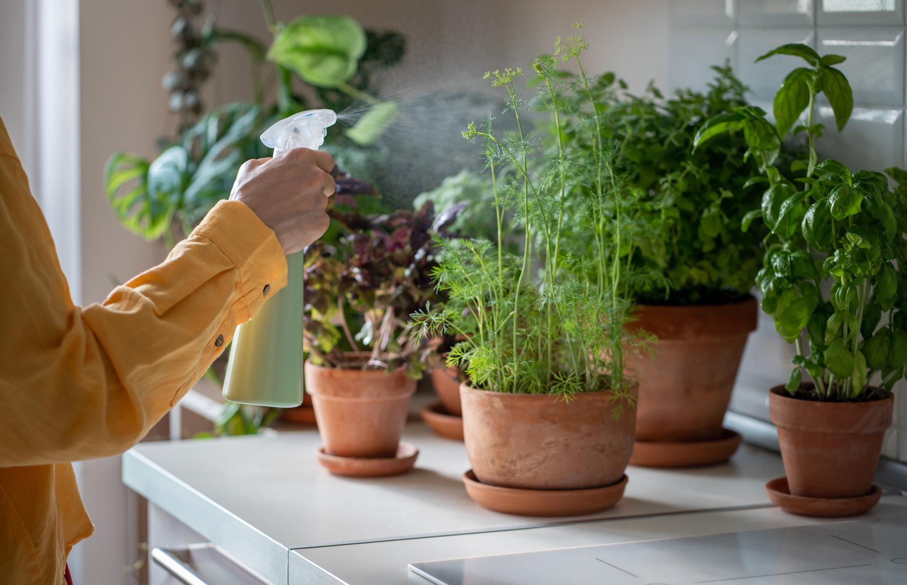 Go wild with greenery