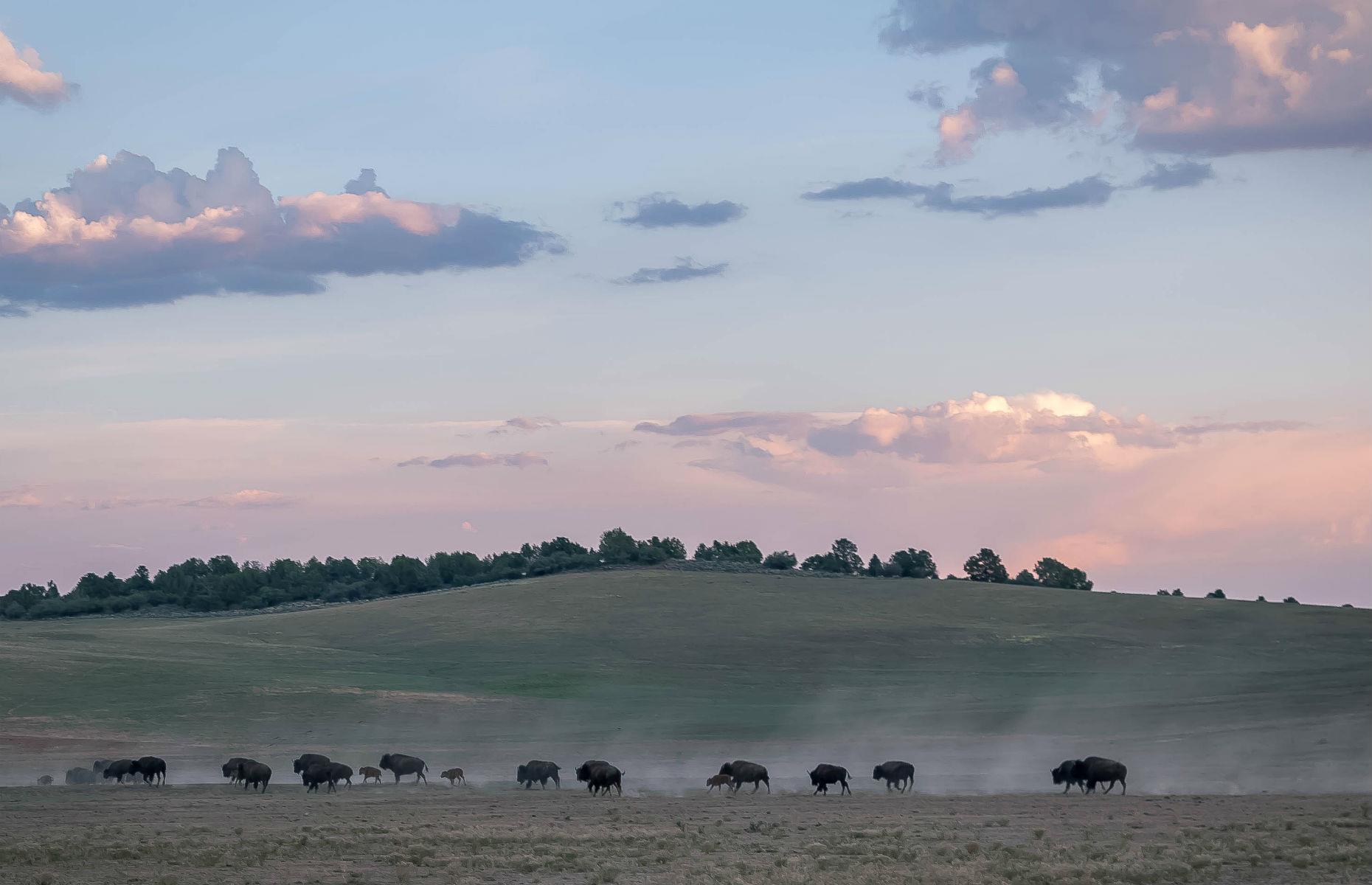 Witness a bison herd in Utah