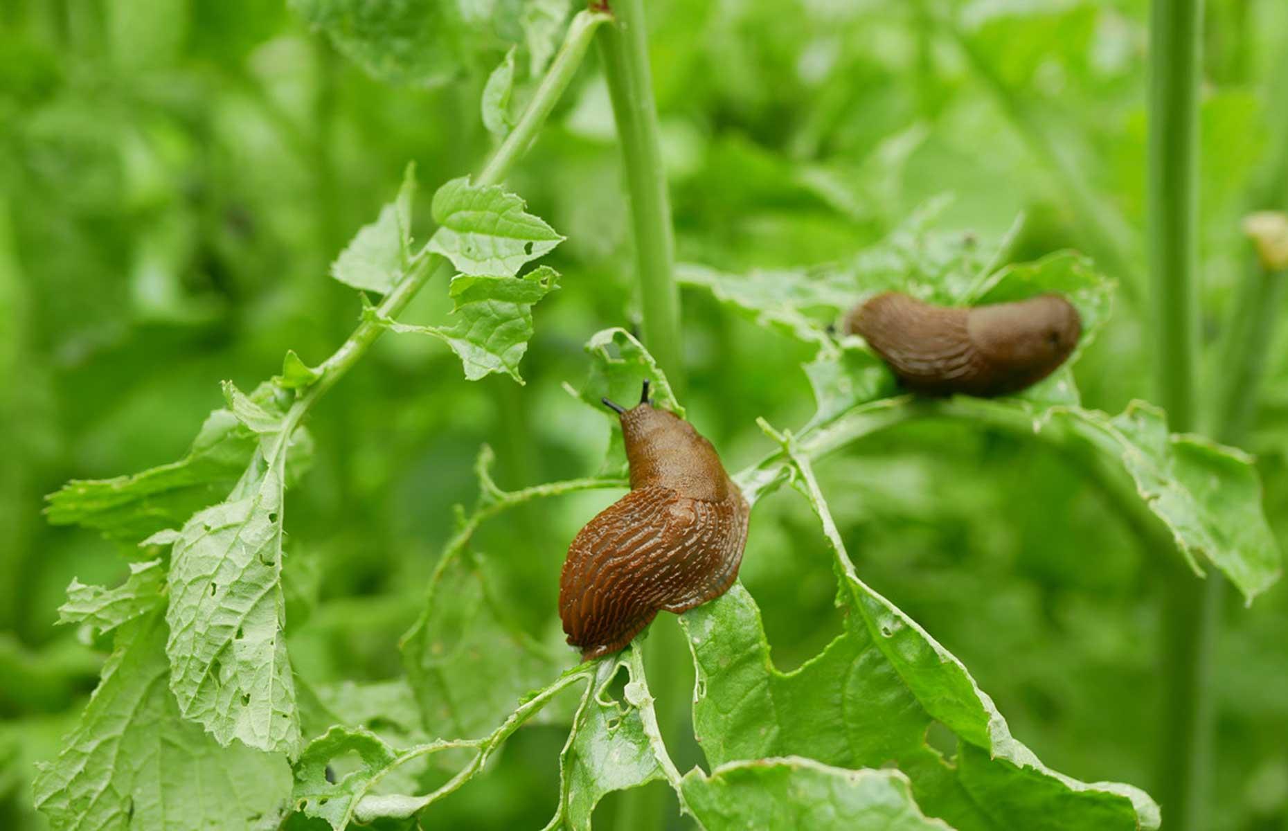 Summer pests: slugs and snails