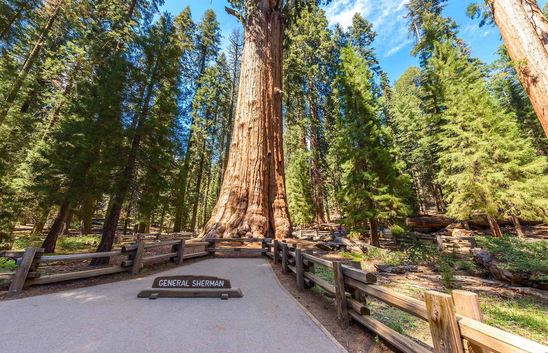 General Sherman, Sequoia & Kings Canyon National Park, California