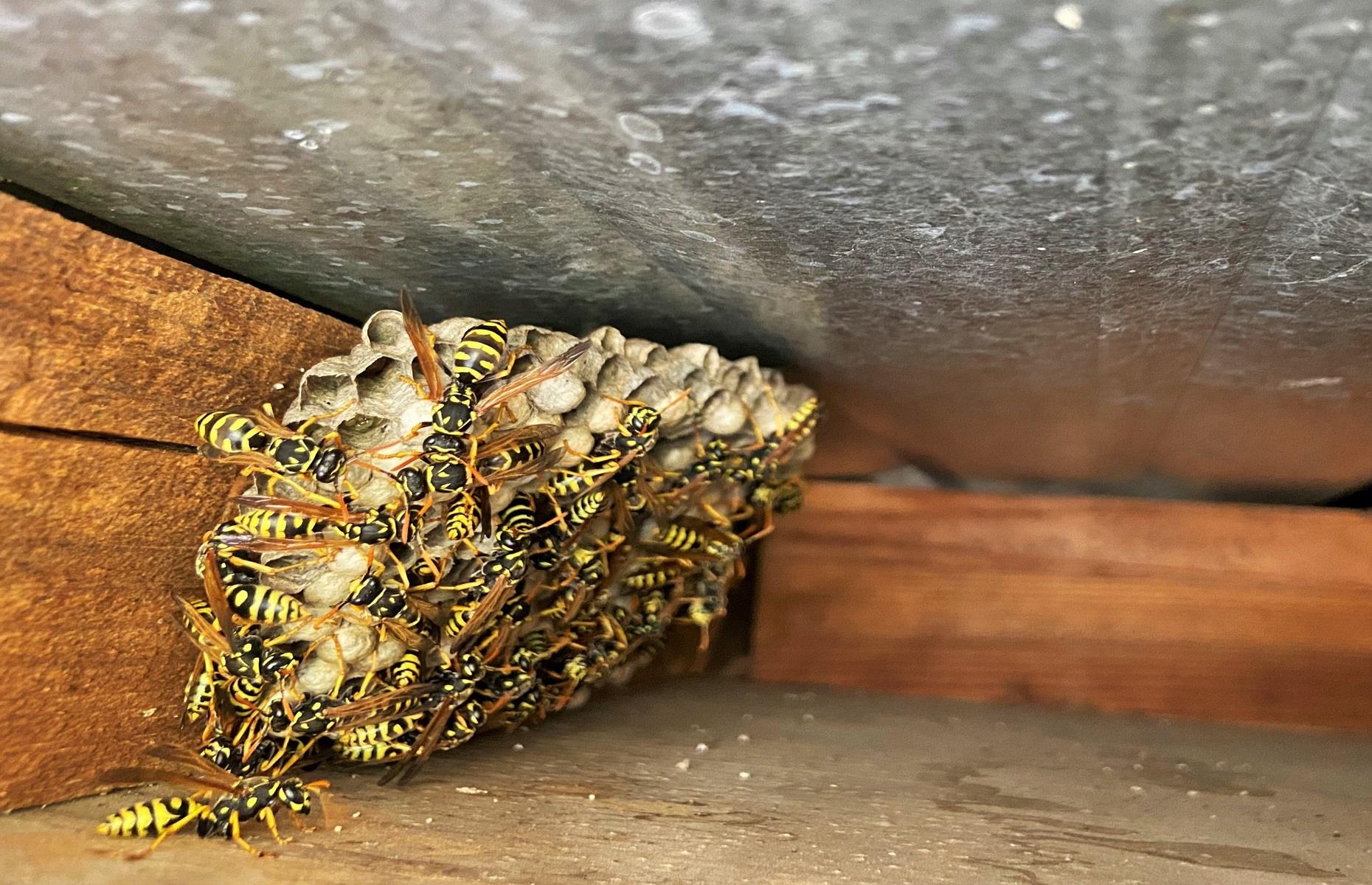 How to get rid of wasps legally