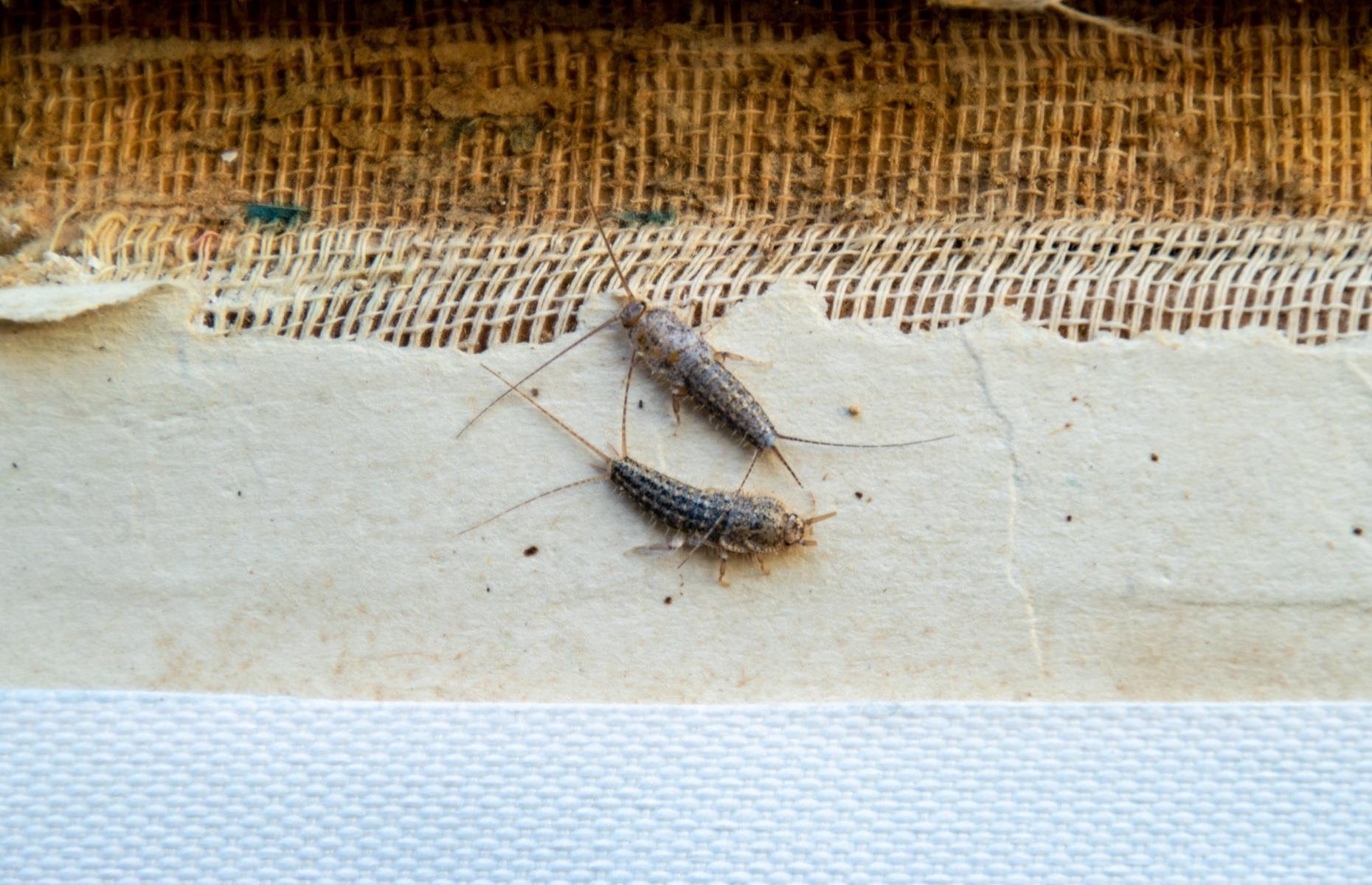 How to keep out silverfish