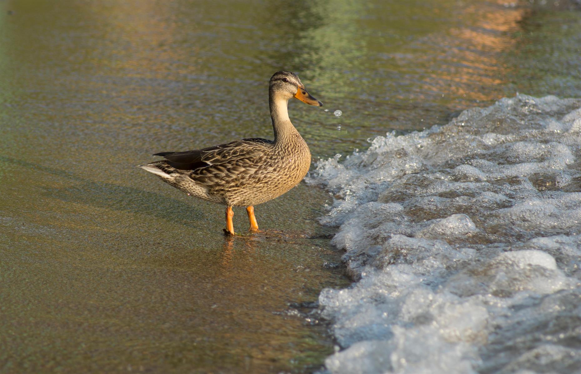 Ducks can surf