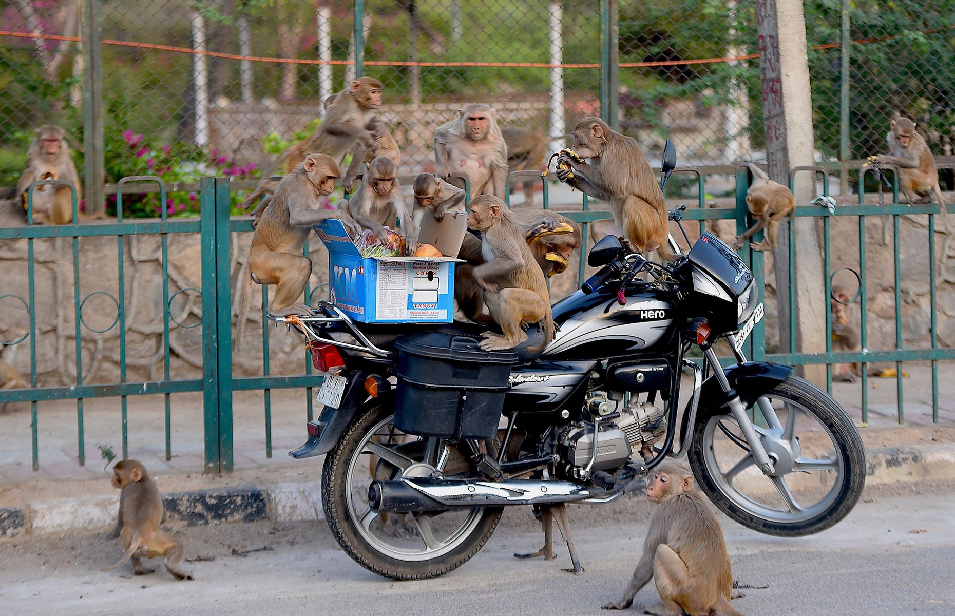 Monkeys snack on fruit in New Delhi, India