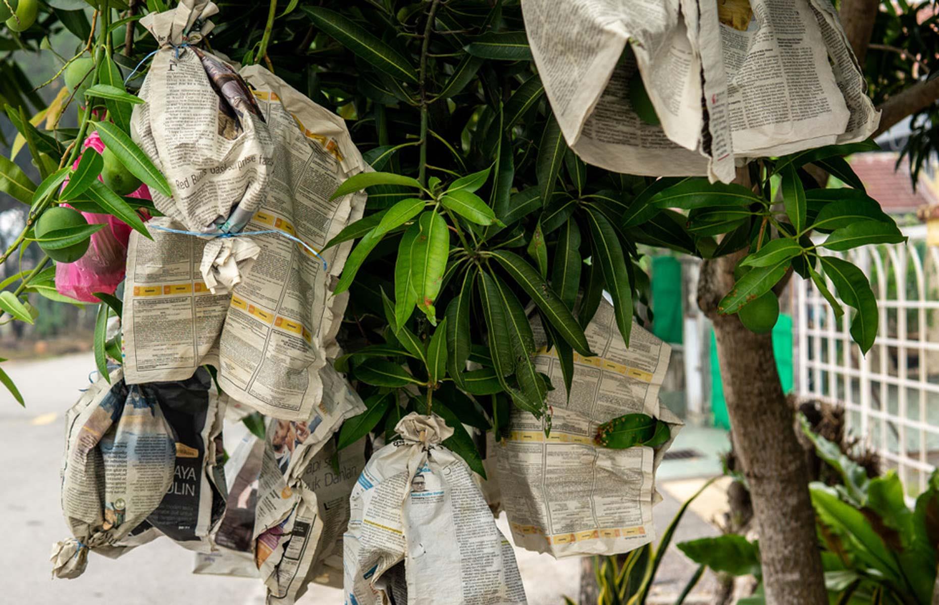 Protect fruit crops with newspaper