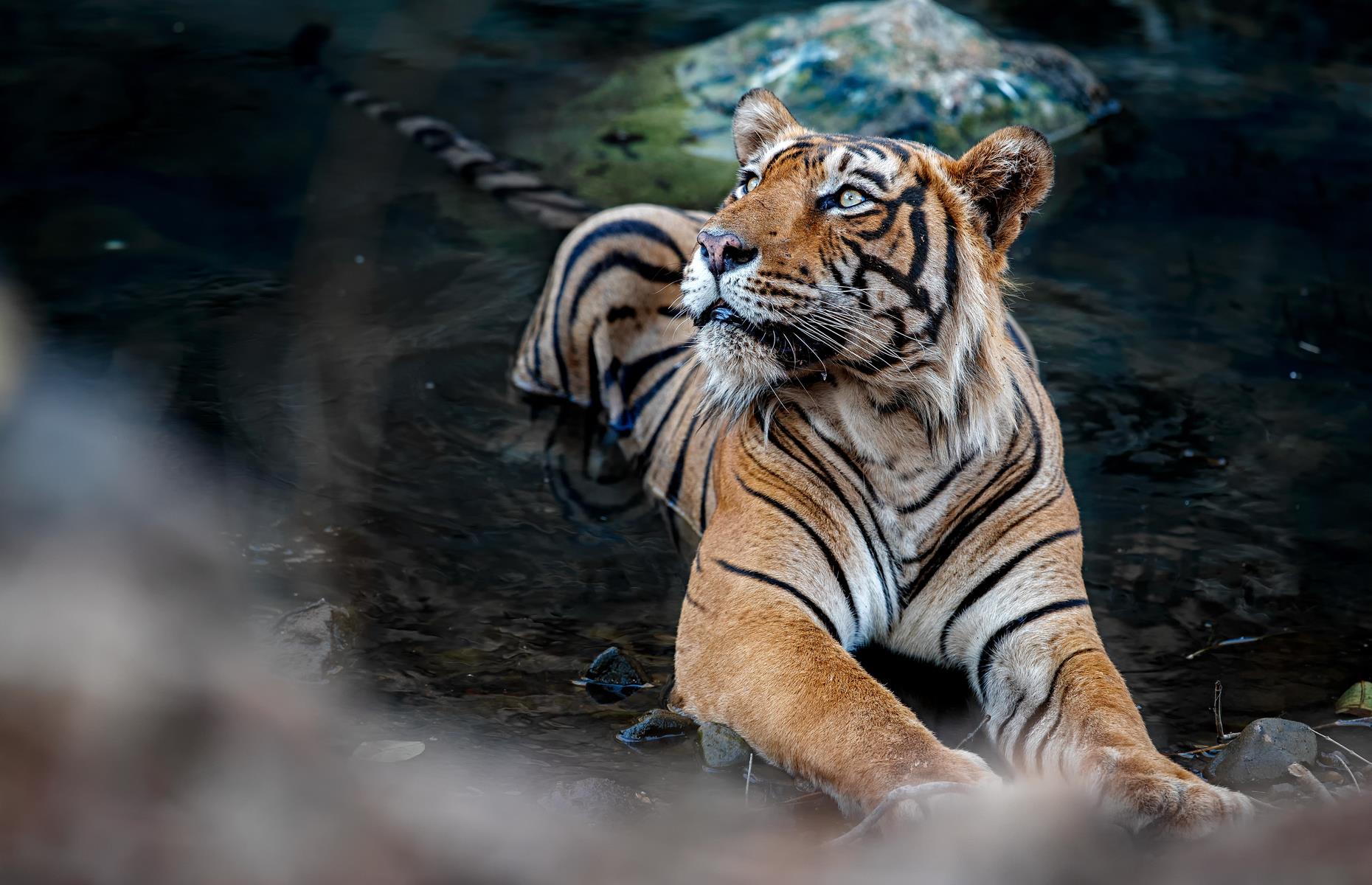 Learn about tiger conservation in India