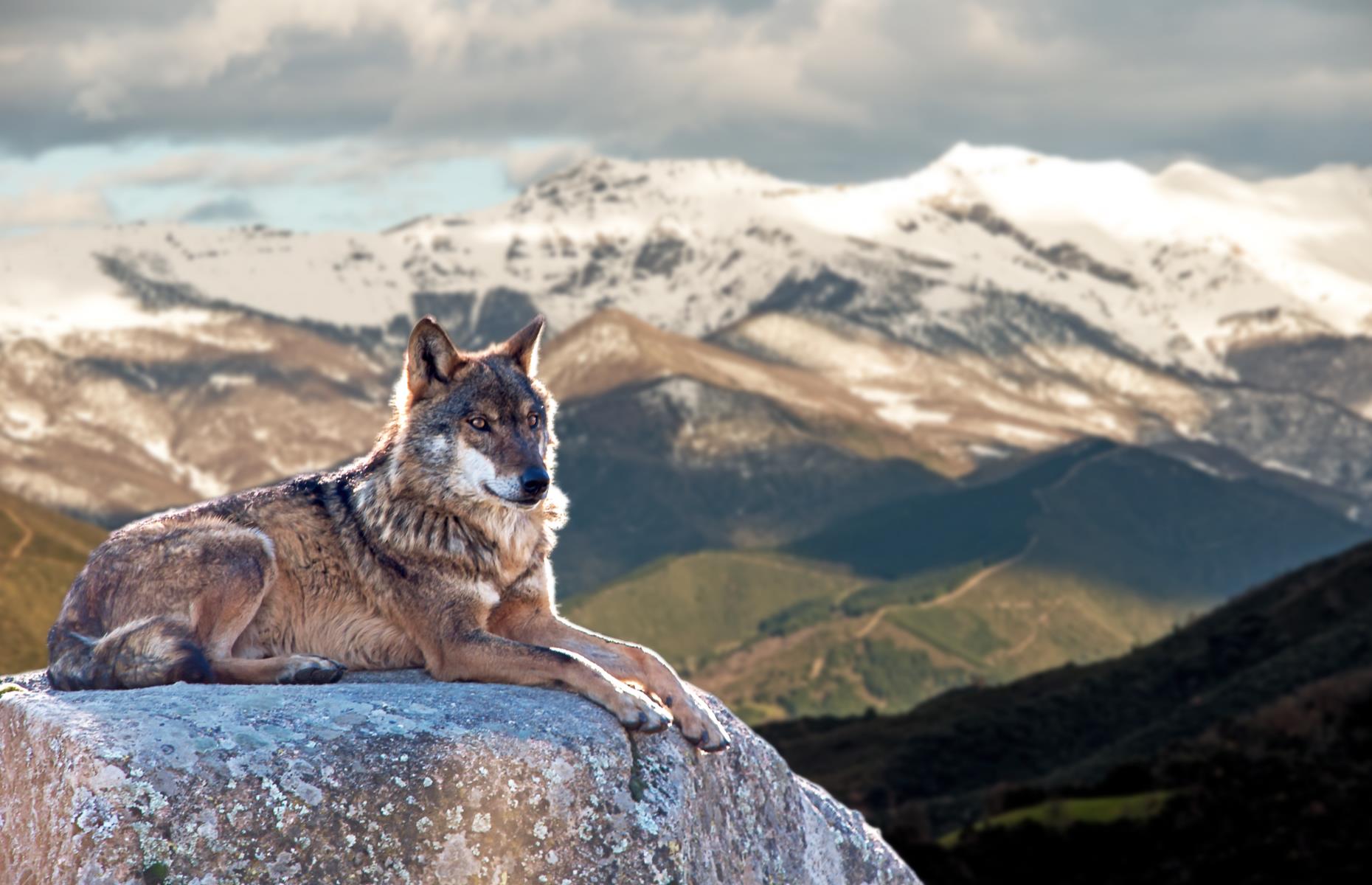 Track wolves in Spain
