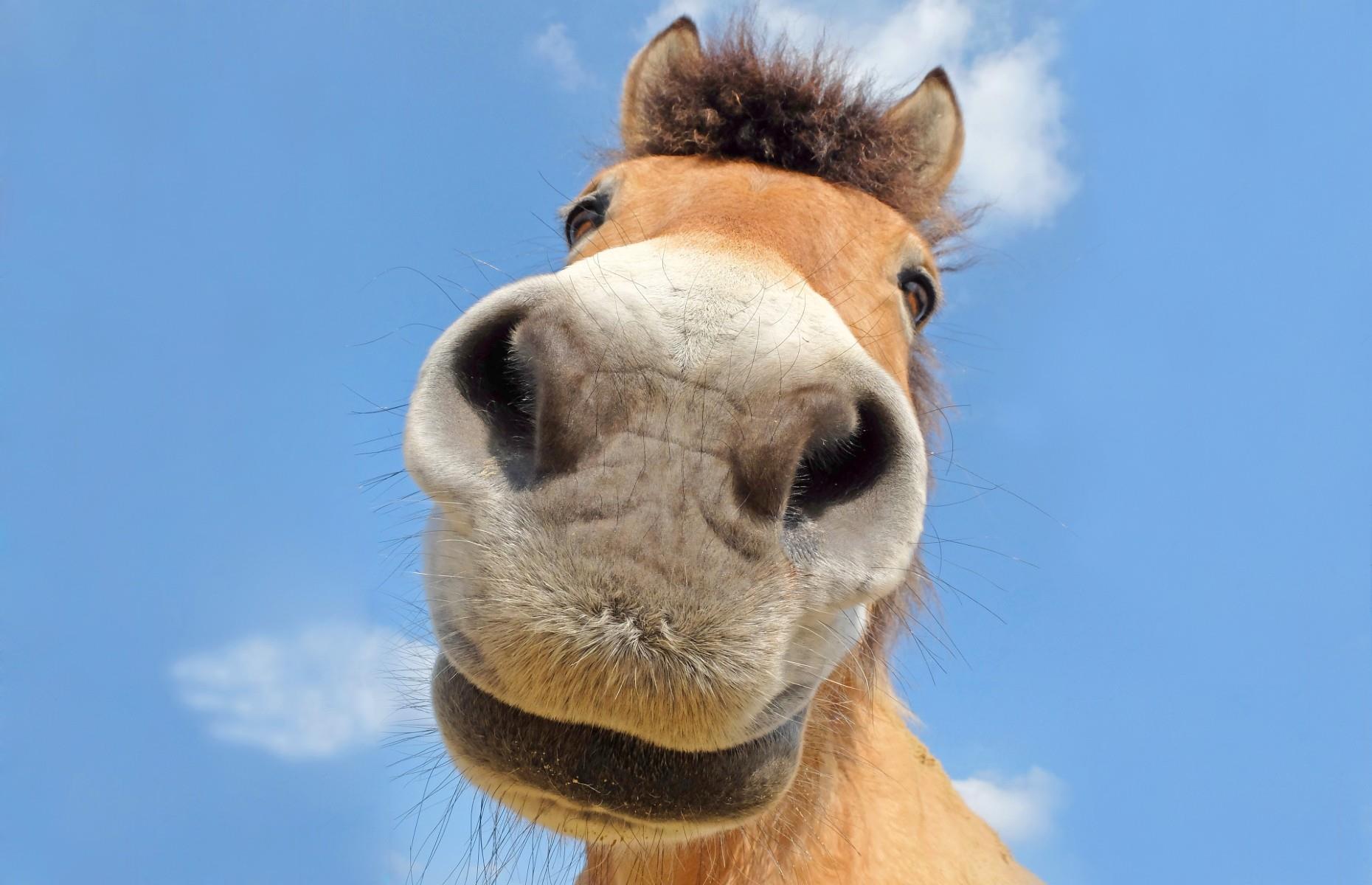 A horse loving the limelight