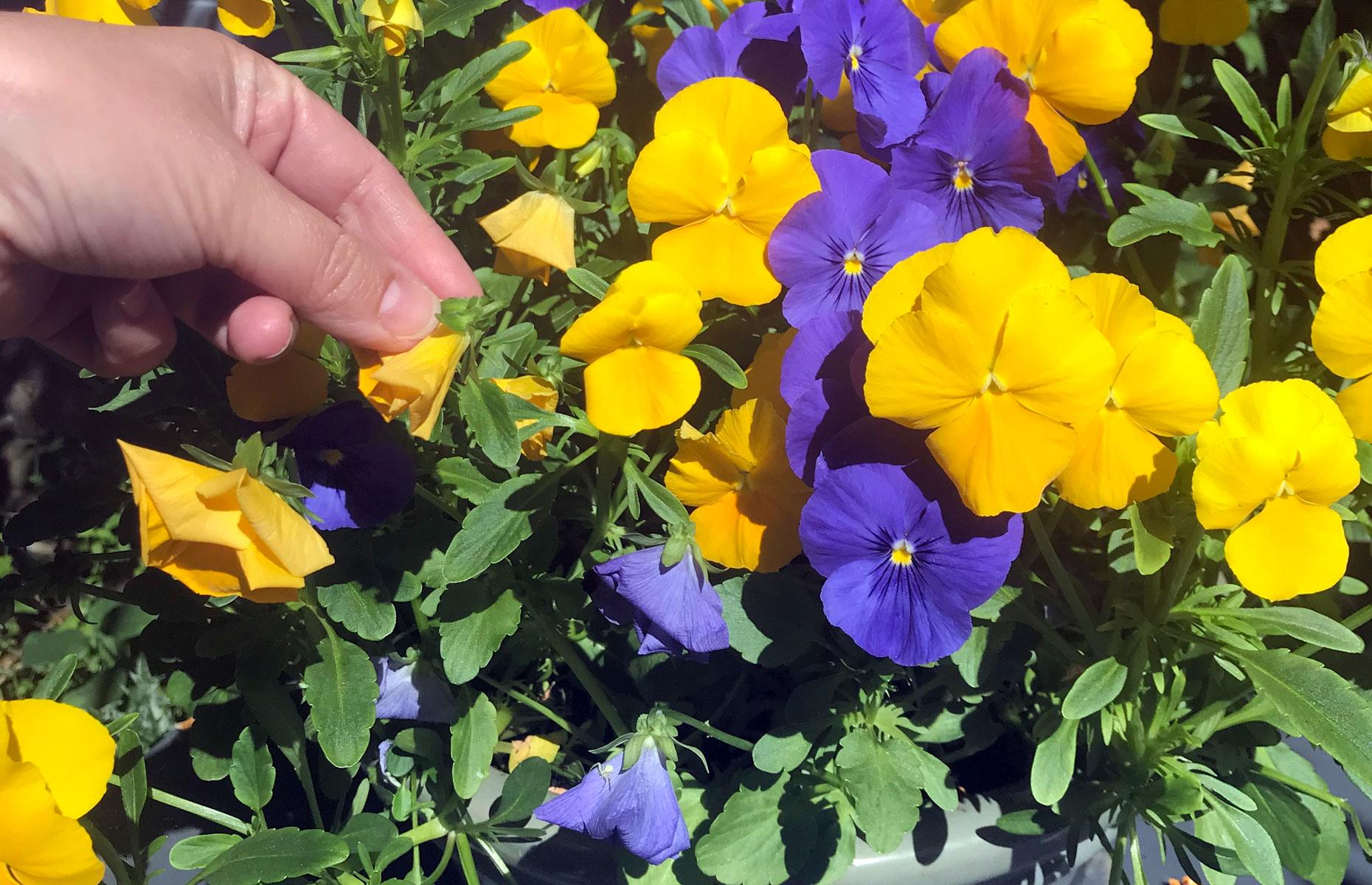 Deadhead flowers regularly