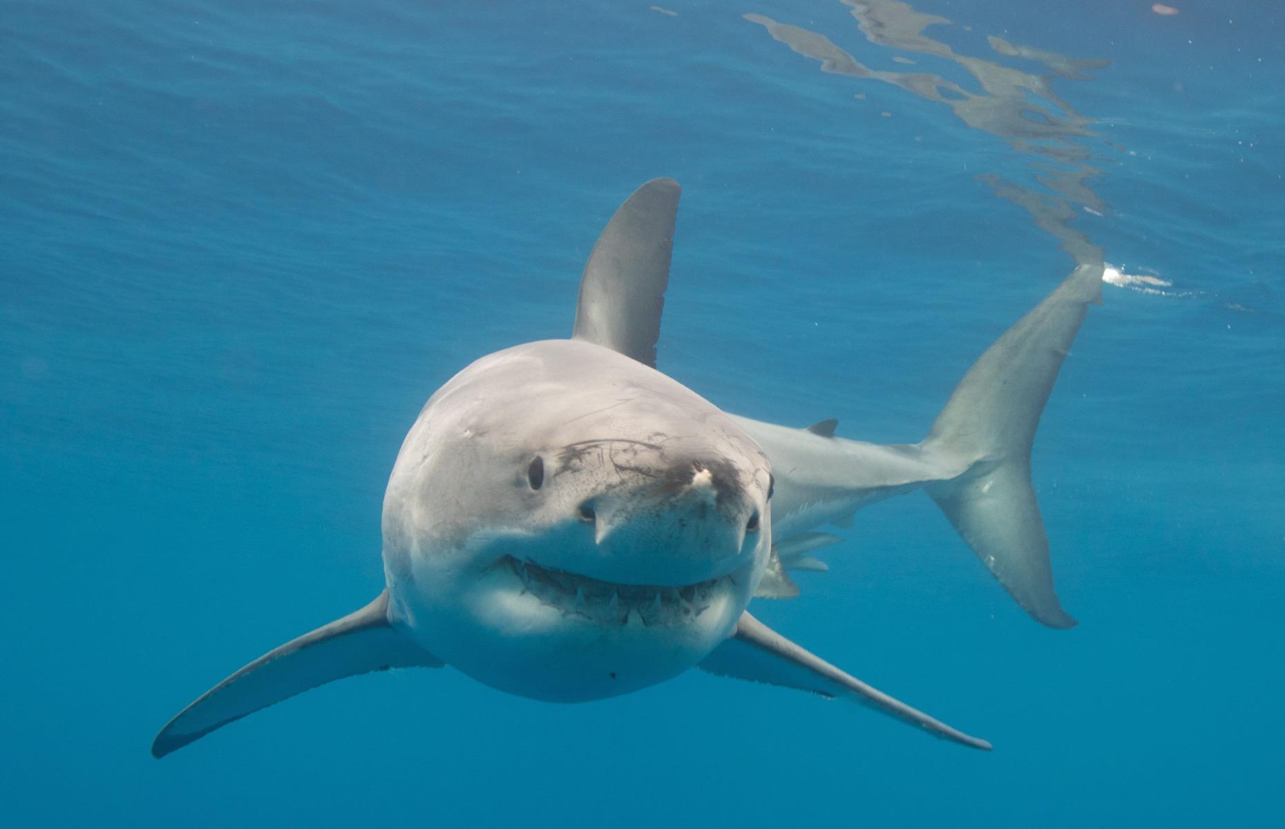 10. Great white shark