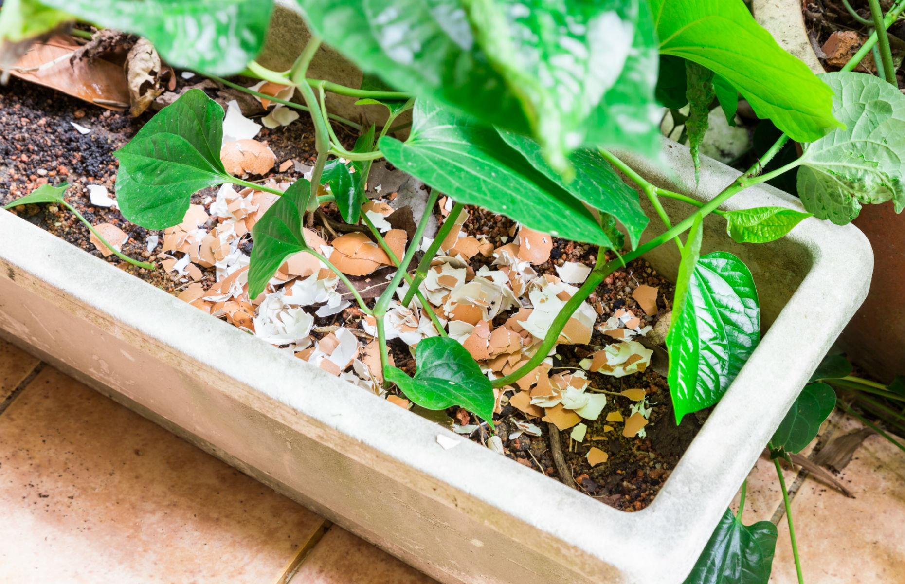 Be thrifty with eggshells
