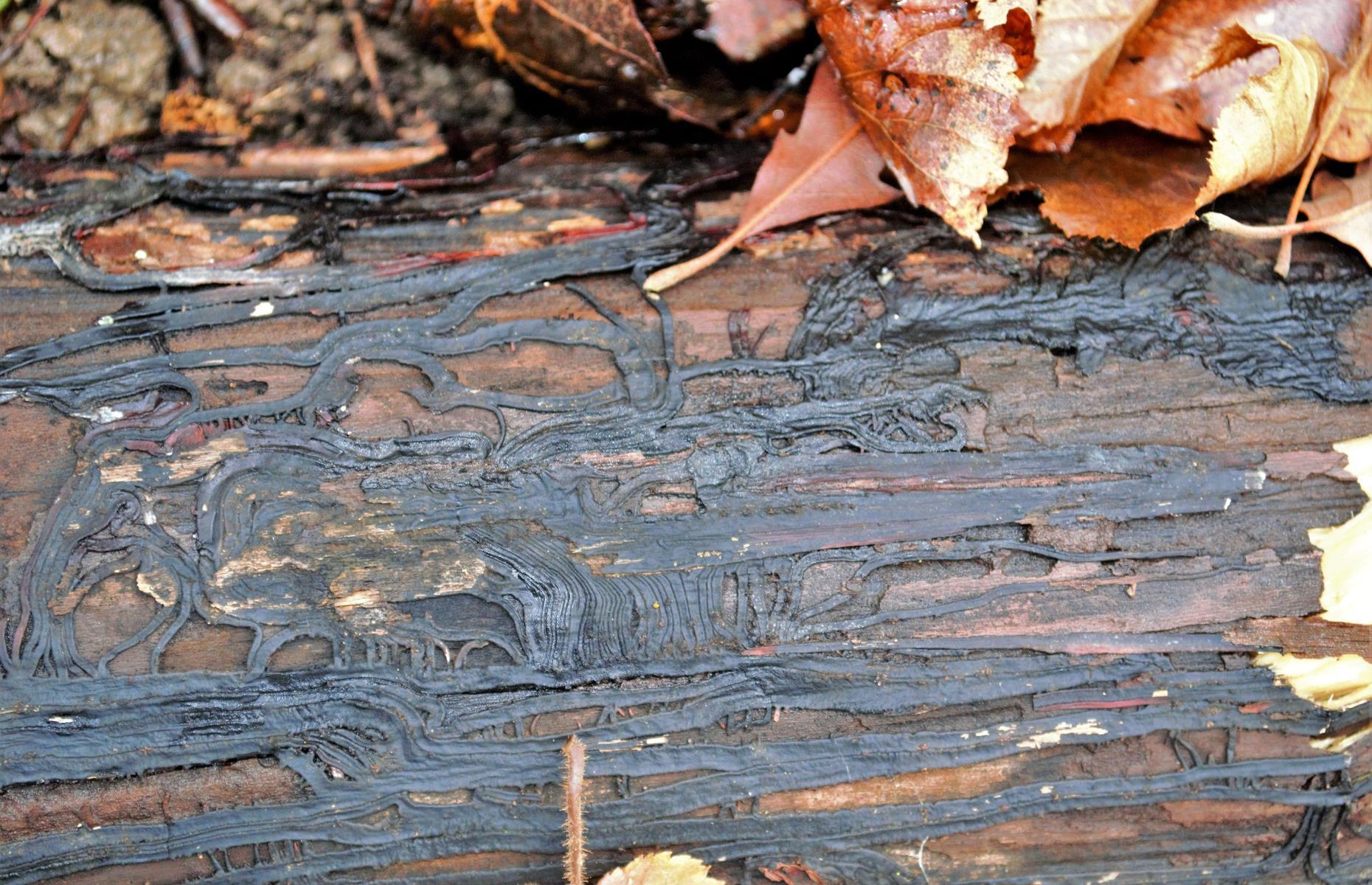 Honey fungus: treatment