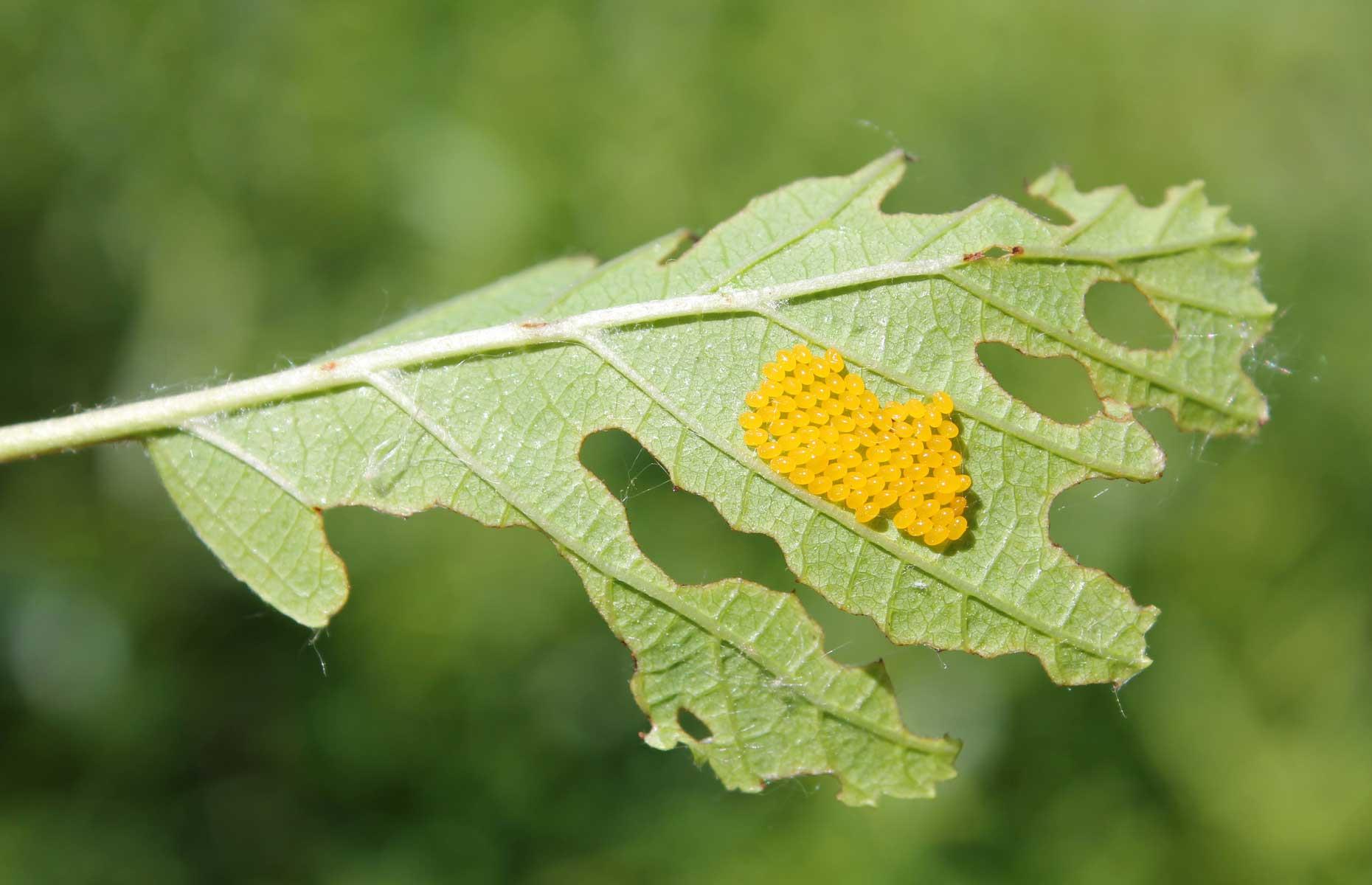 Alder leaf beetle: treatment