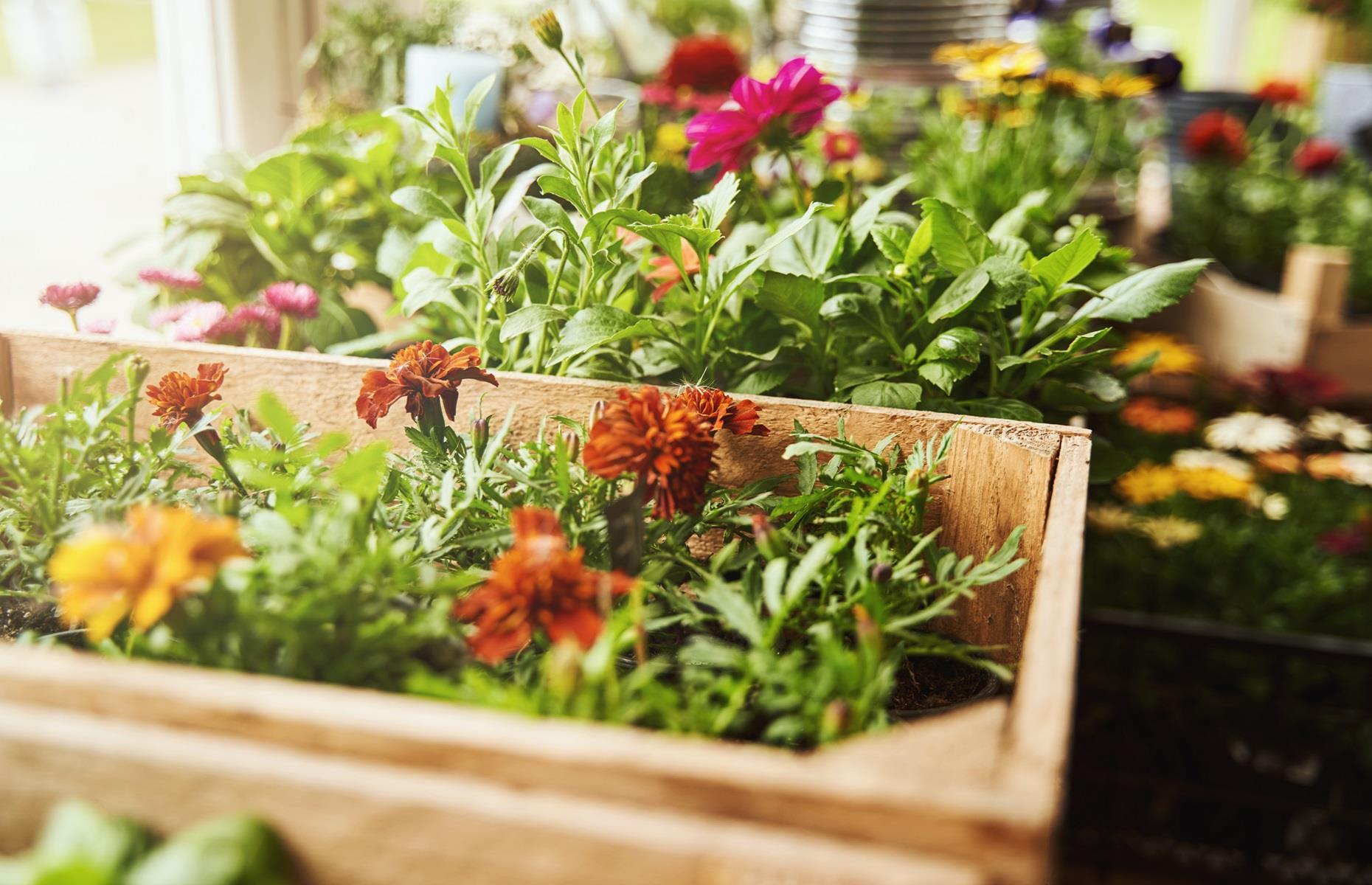 Order plants by post