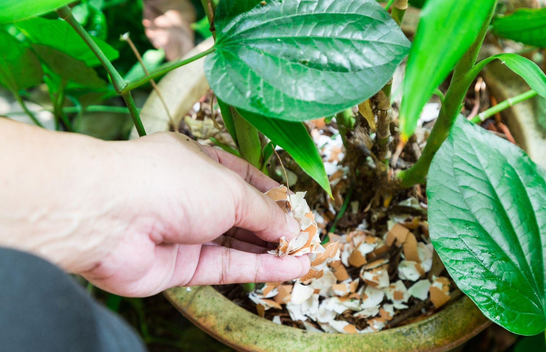 Add crushed eggshells to your soil