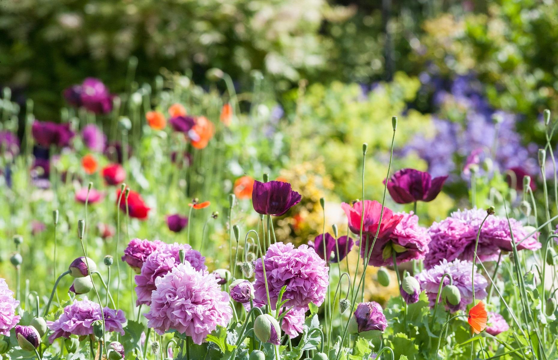 Consider low-allergy plants