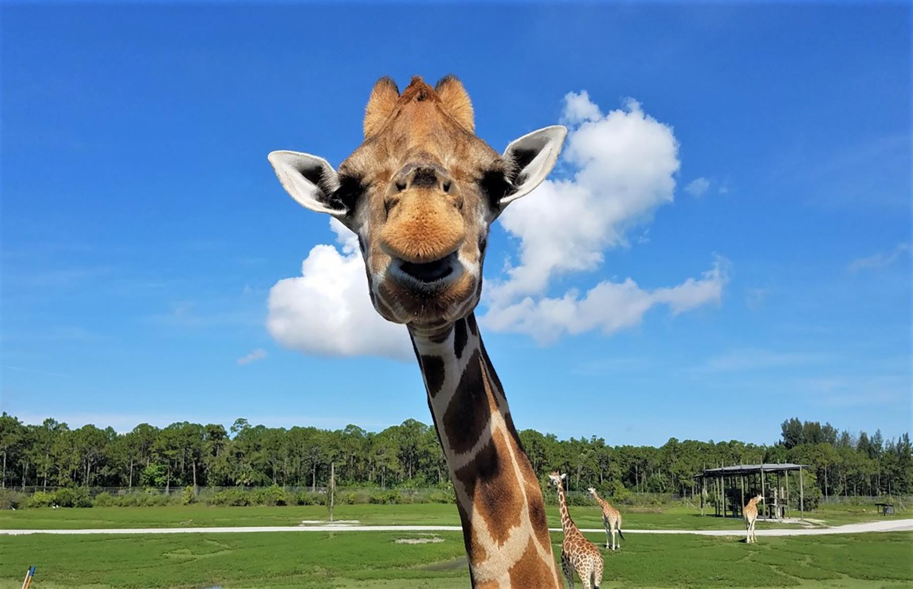 Lion Country Safari KOA, Loxahatchee