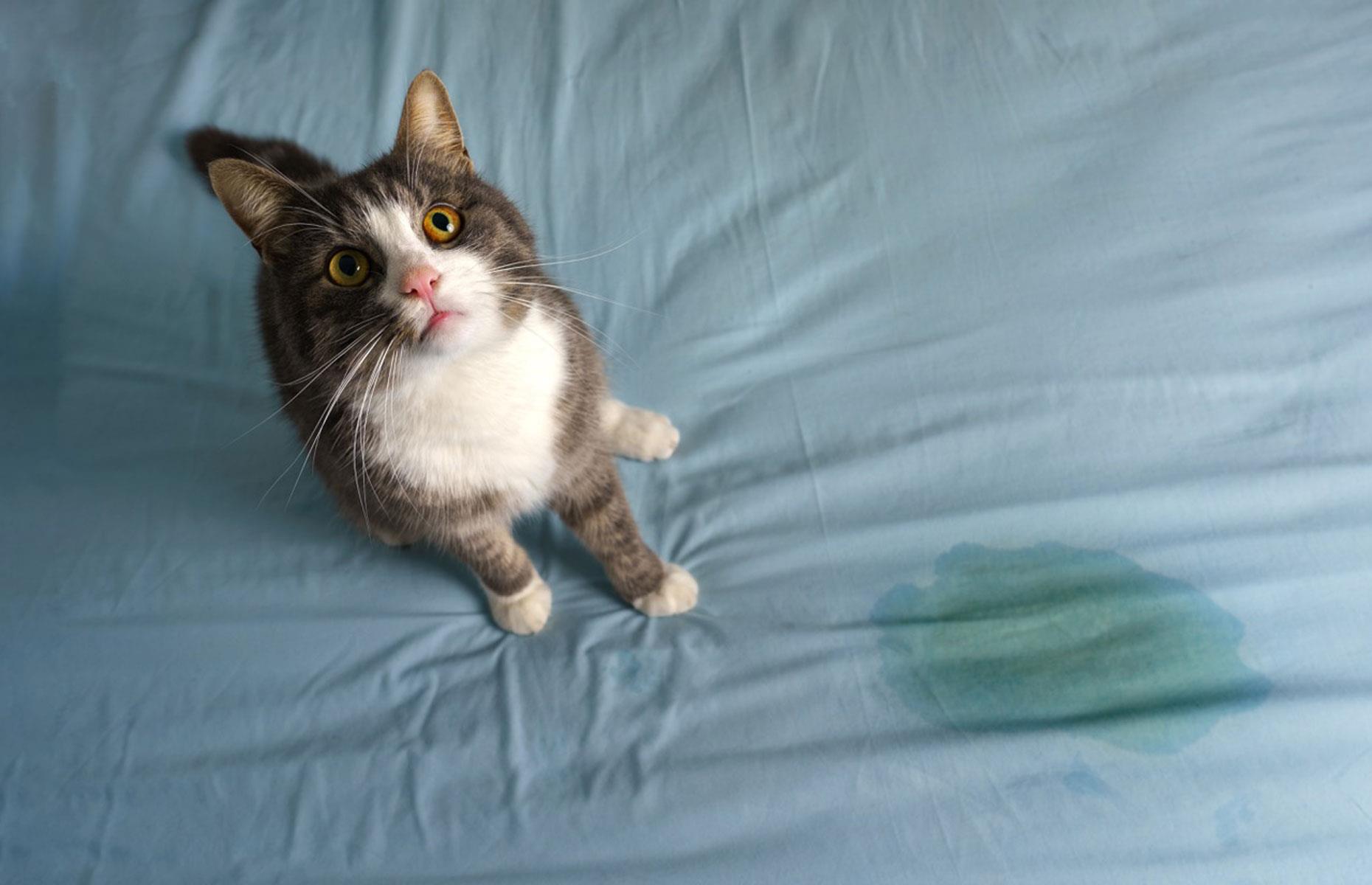 Pets on furniture