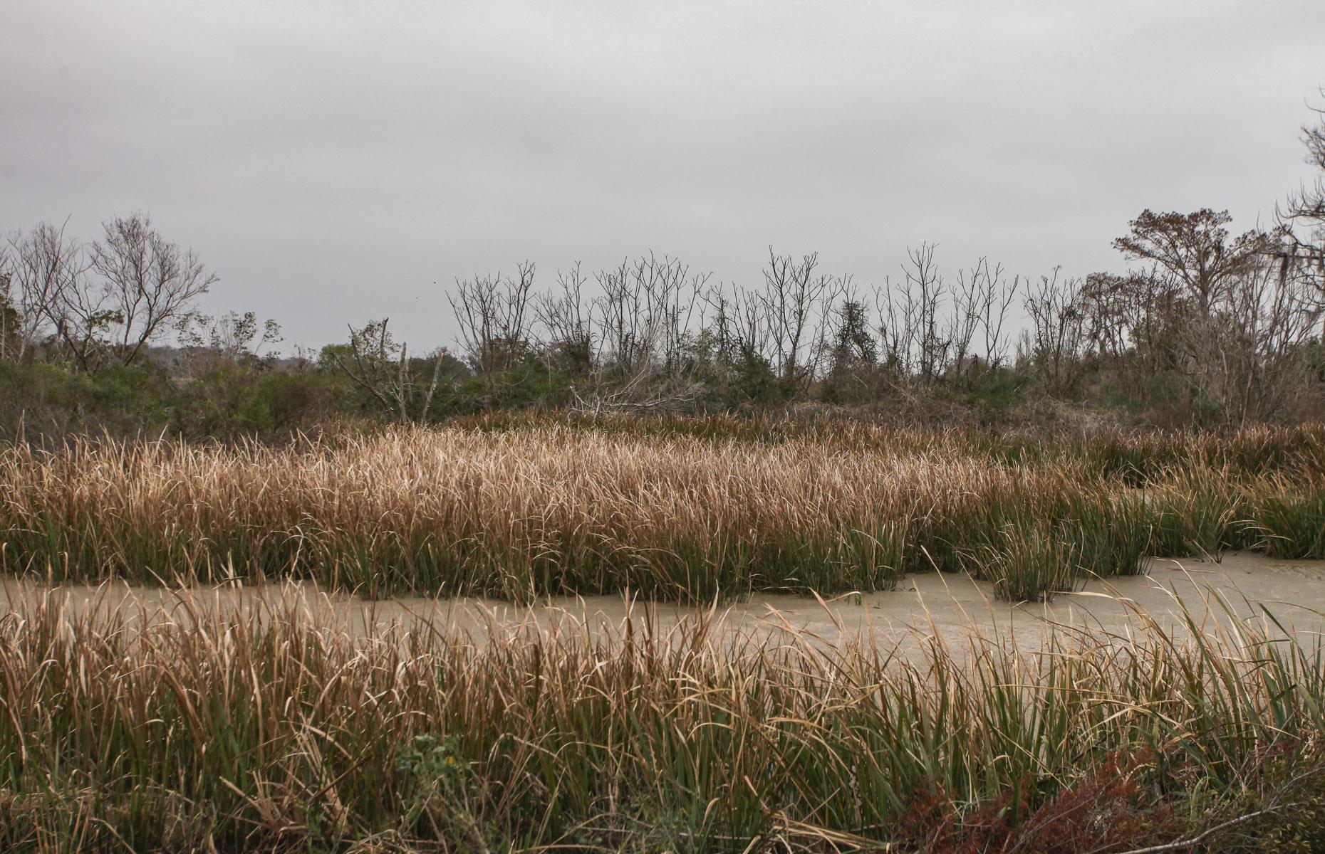 The story behind the plantation