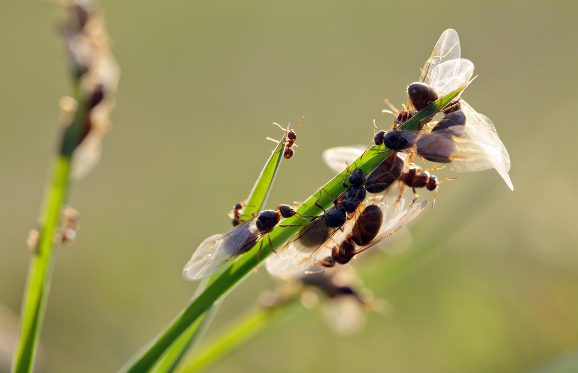 Flying ants