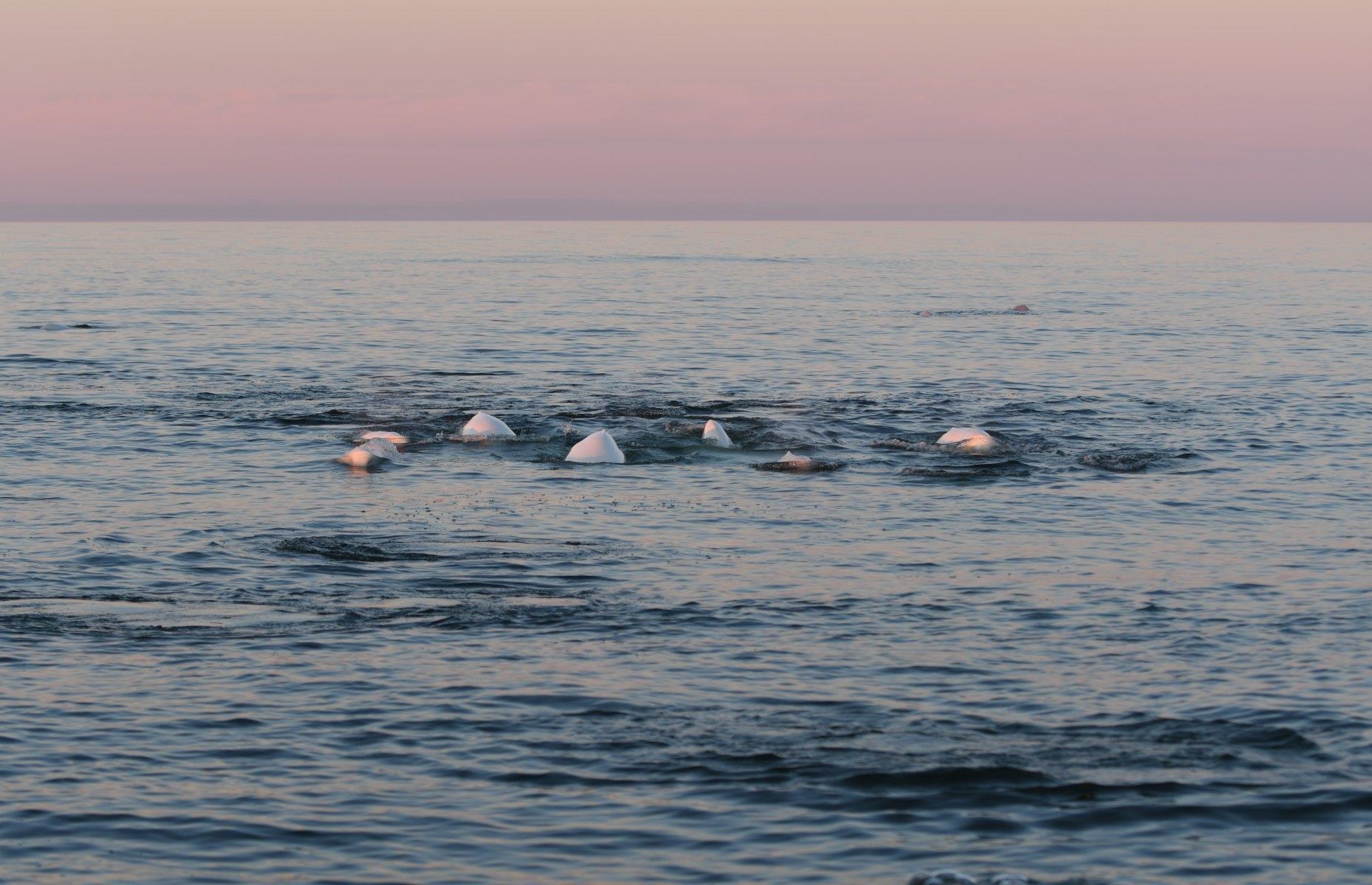 Watch for beluga whales, Churchill, Manitoba