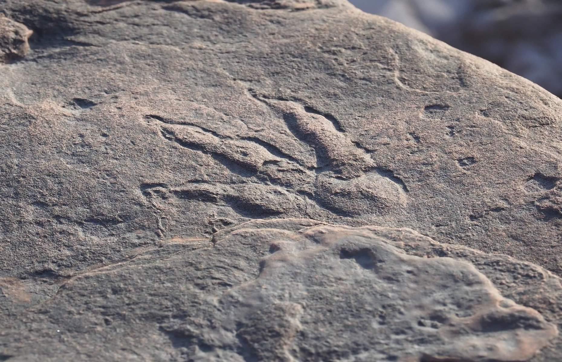 Dinosaurier-Fußabdruck, Wales, Großbritannien