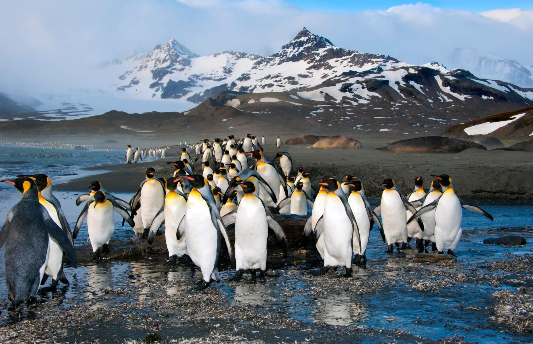 Animals of the Antarctic