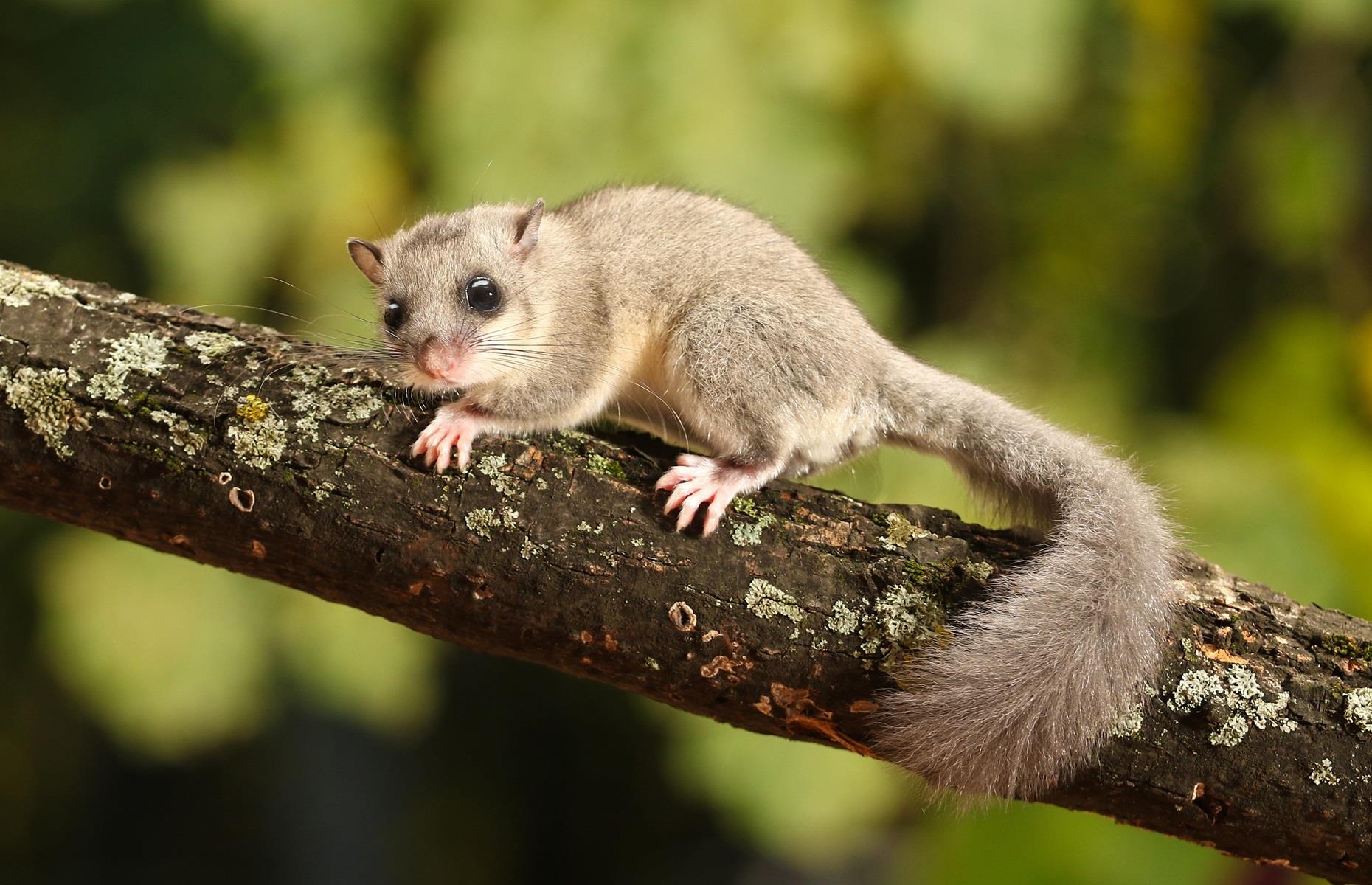 Protected species: dormice