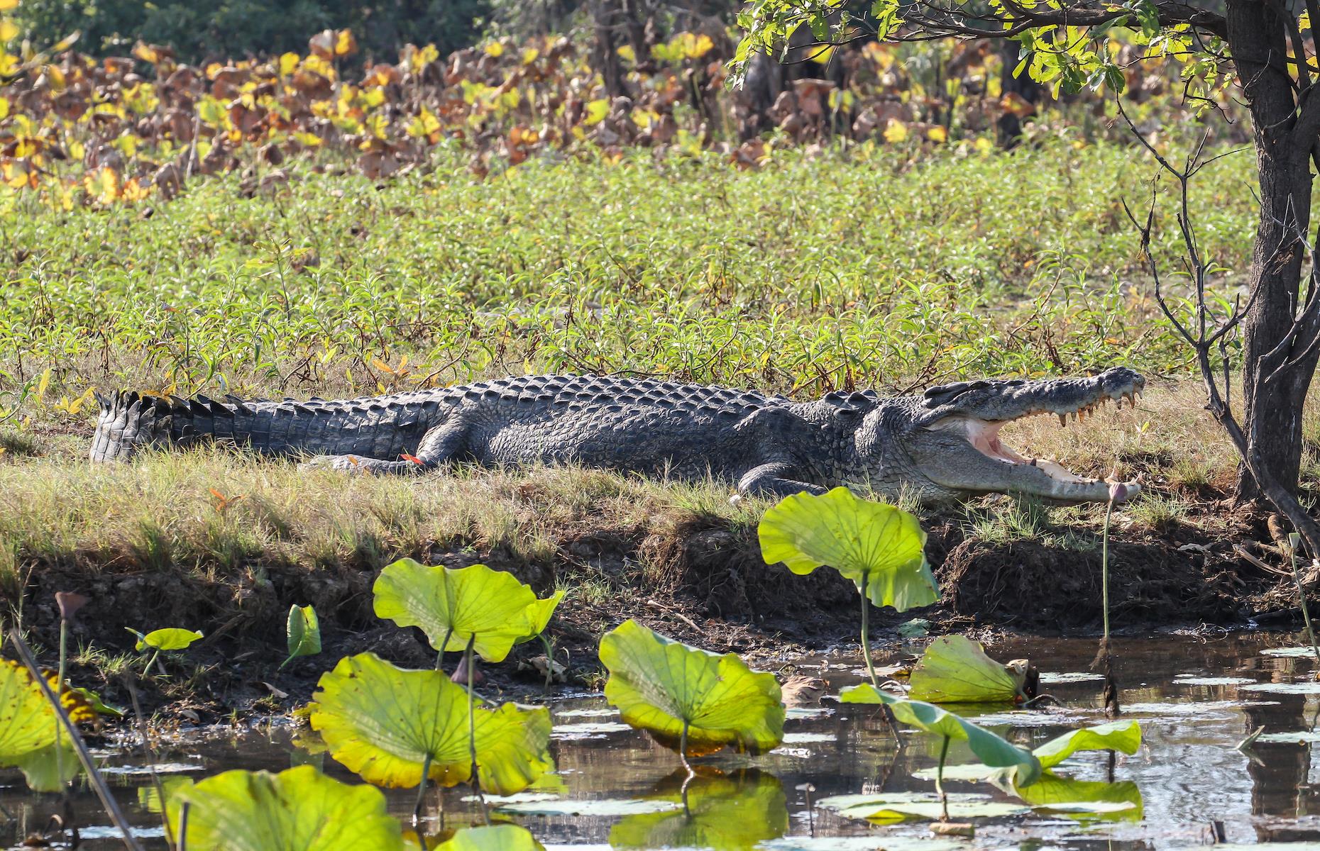 6. Spy salties in the wild, Mary River Wetlands, Northern Territory