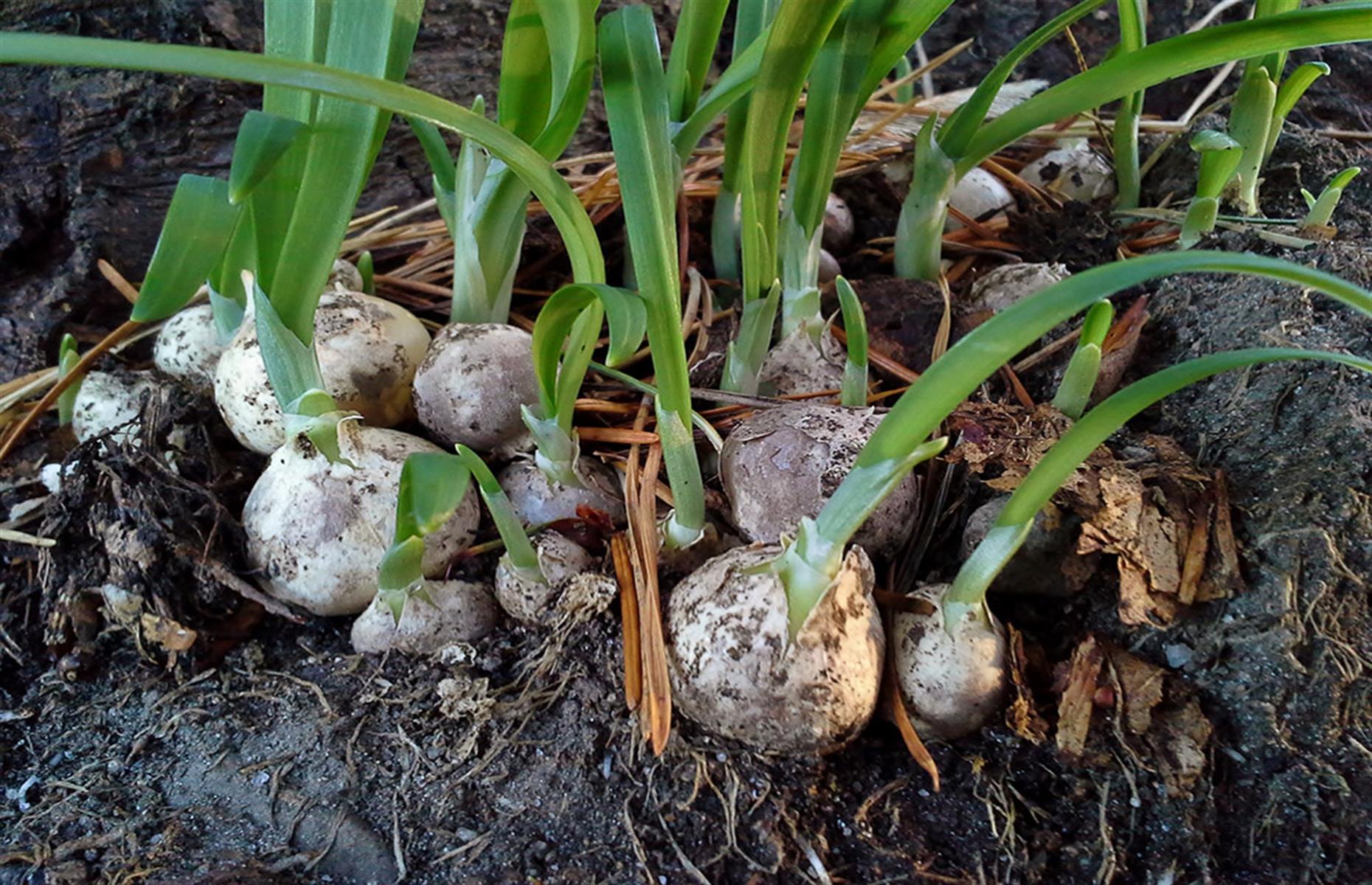 Three-cornered garlic treatment
