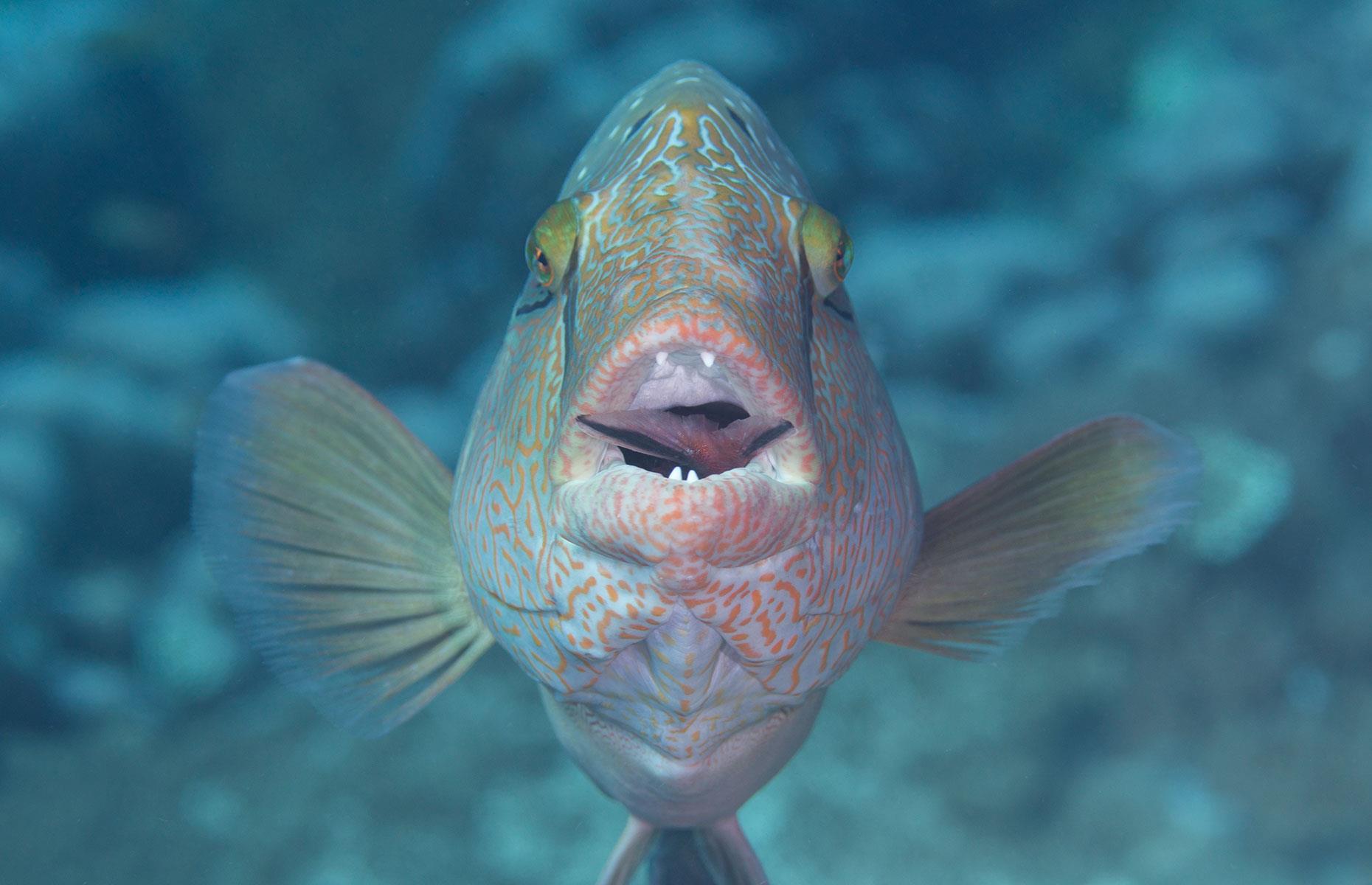 Napoleon wrasse, Indonesia