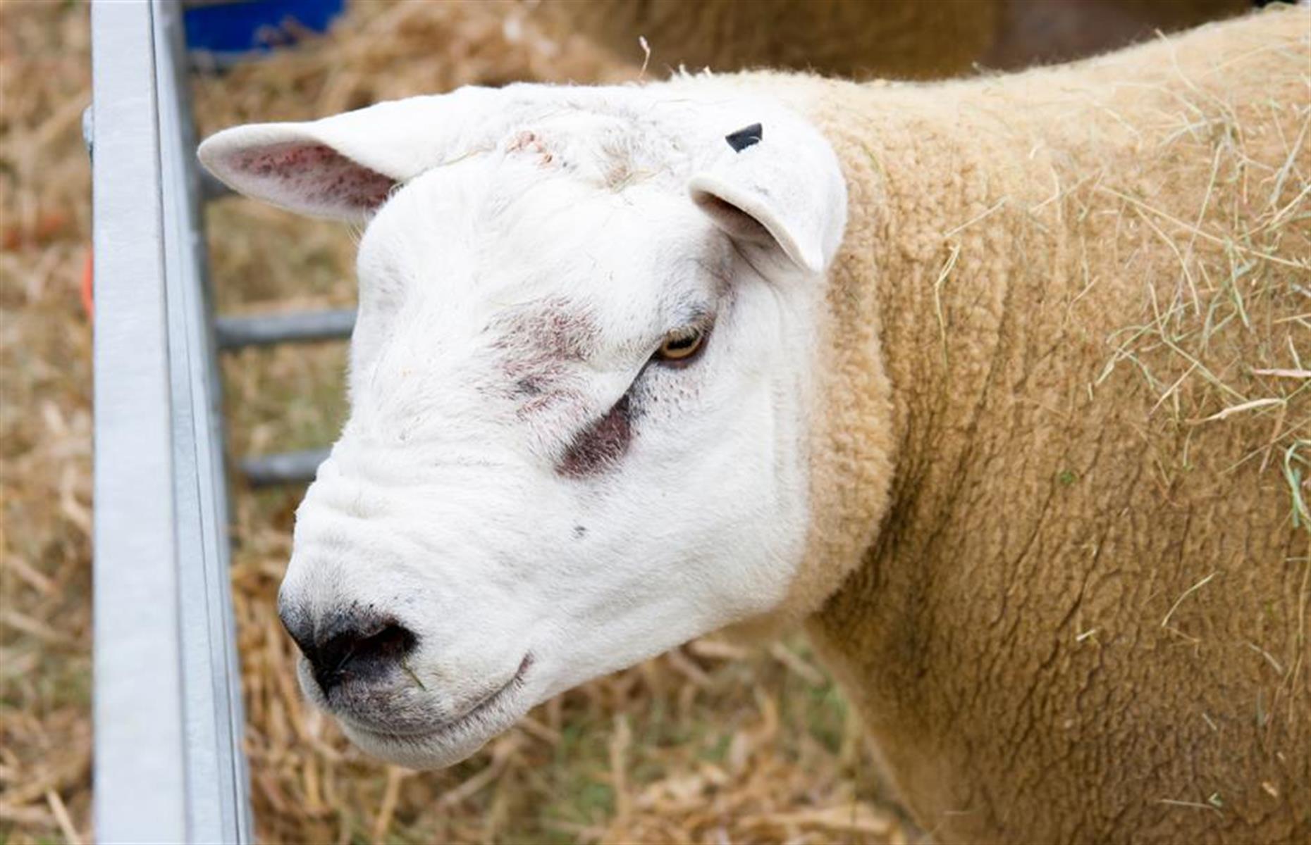 Double Diamond le mouton, 547 779 €