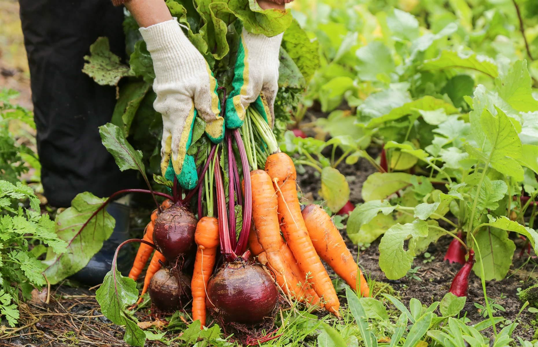 9. Grow and sell vegetables
