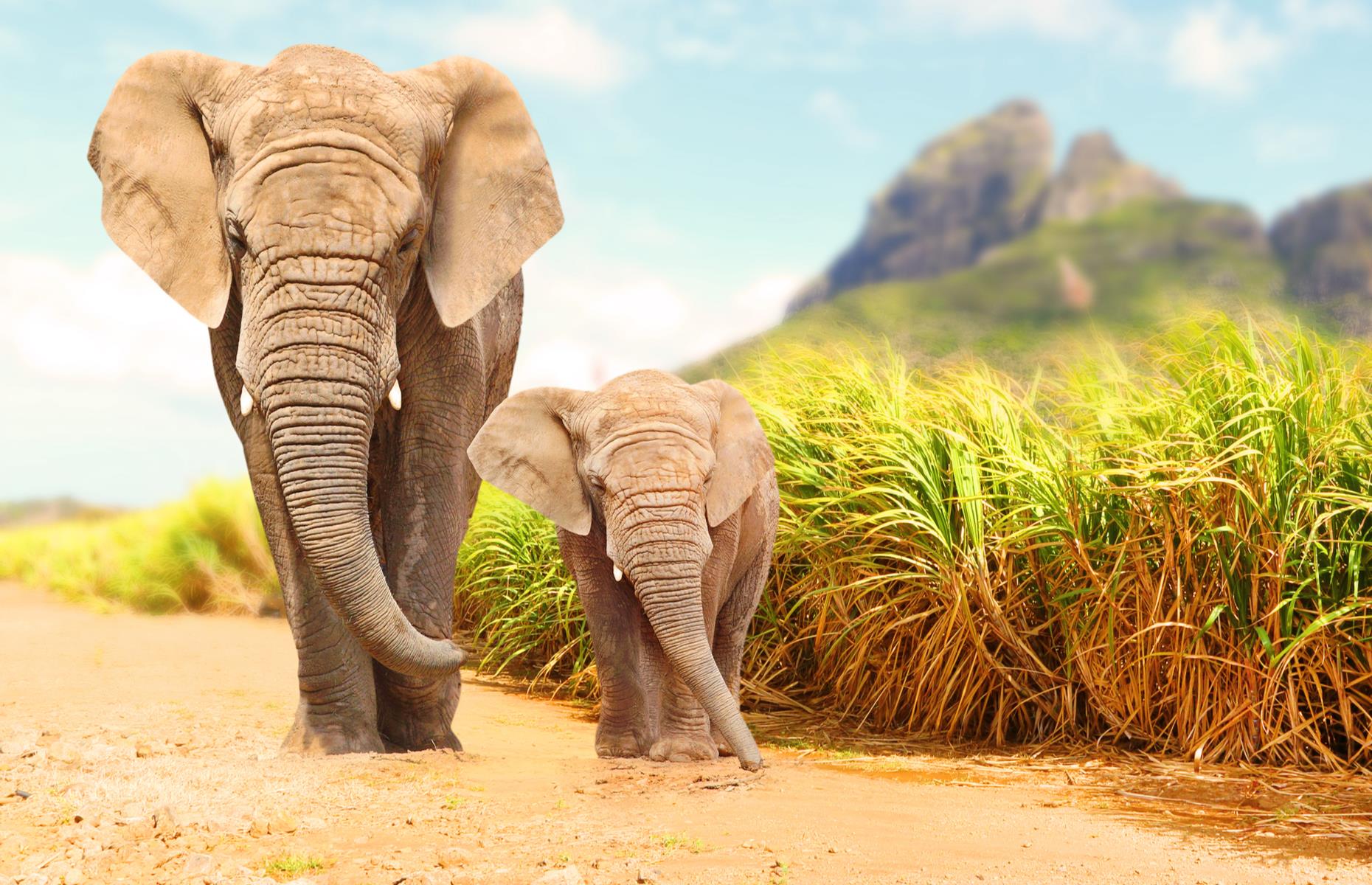 Elephant
